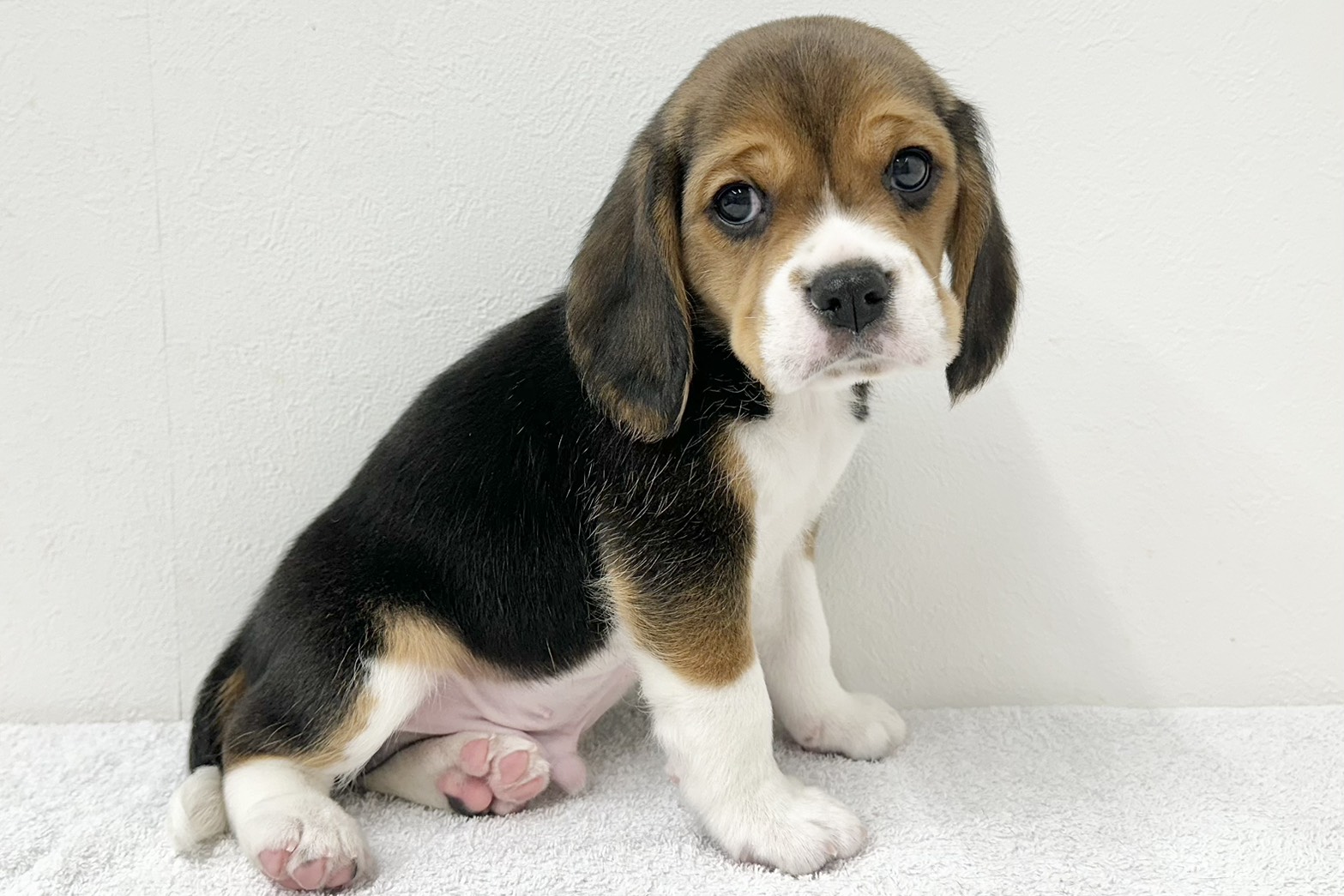 愛知県のハーフ犬・ミックス犬 (ファミリーペット 鳴海店/2026年2月3日生まれ/男の子/ブラックタンホワイト)の子犬の3枚目の画像