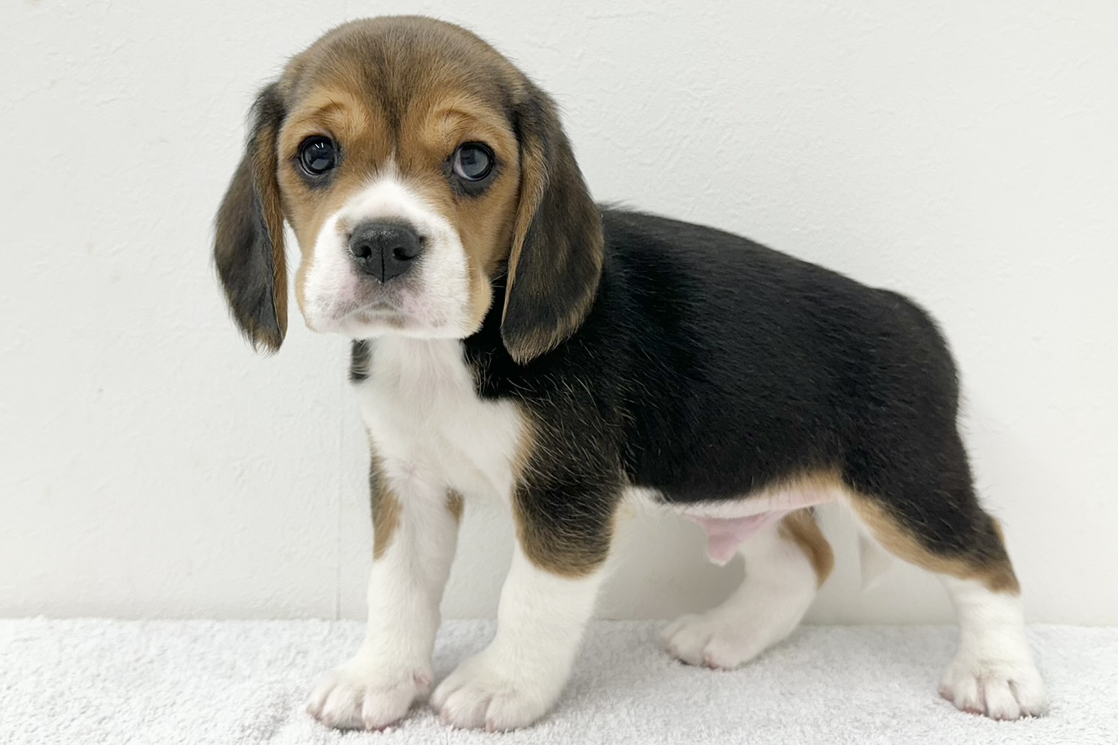 愛知県のハーフ犬・ミックス犬 (ファミリーペット 鳴海店/2026年2月3日生まれ/男の子/ブラックタンホワイト)の子犬の4枚目の画像