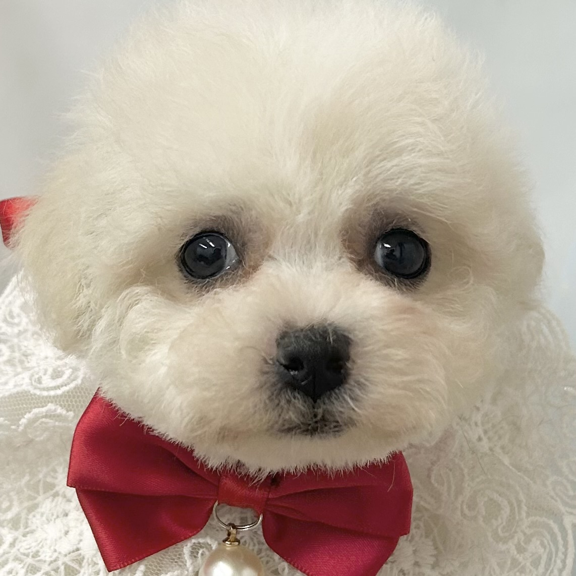 愛知県のビションフリーゼ (ファミリーペット 豊明店/2026年2月8日生まれ/女の子/ホワイト)の子犬の1枚目の画像