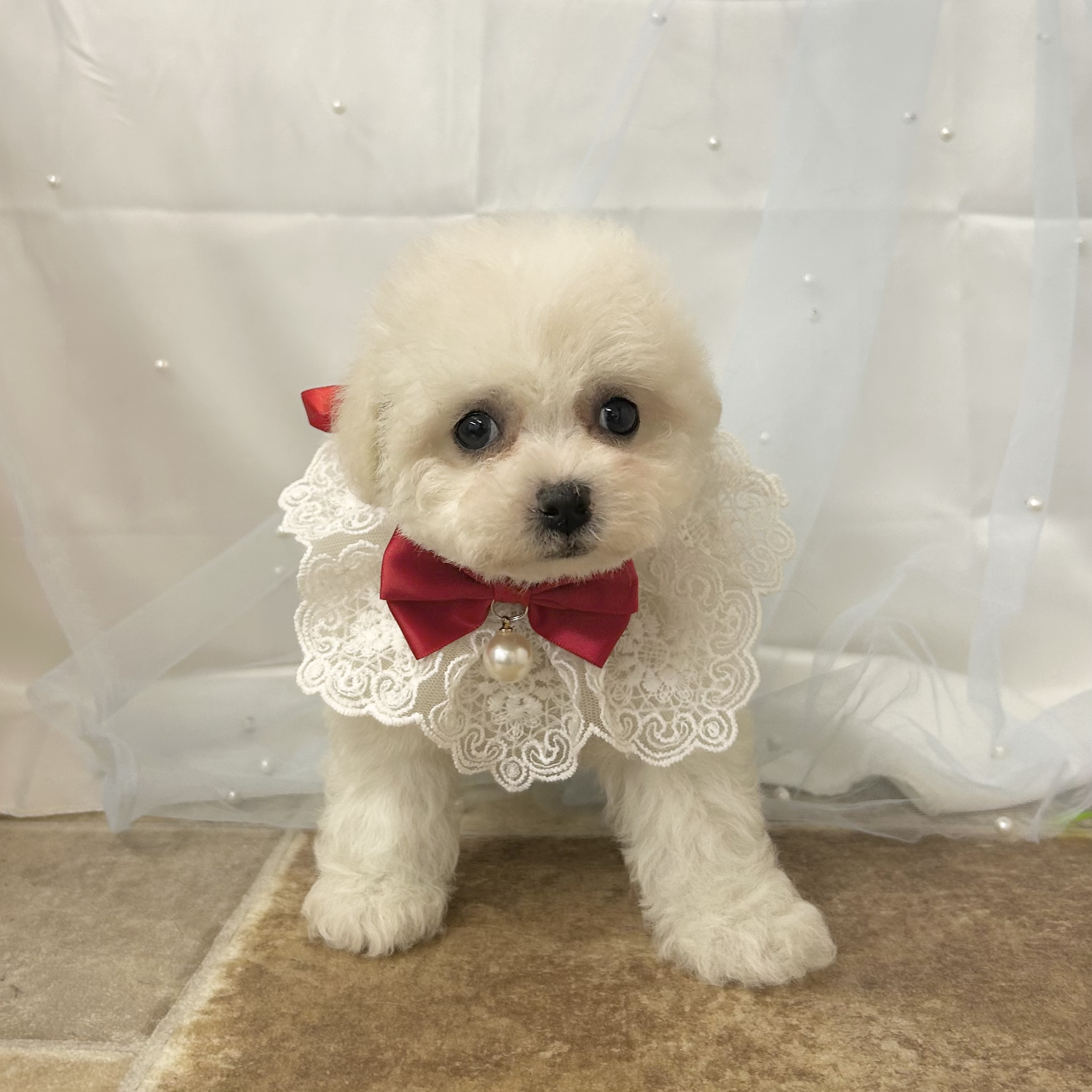 愛知県のビションフリーゼ (ファミリーペット 豊明店/2026年2月8日生まれ/女の子/ホワイト)の子犬の2枚目の画像