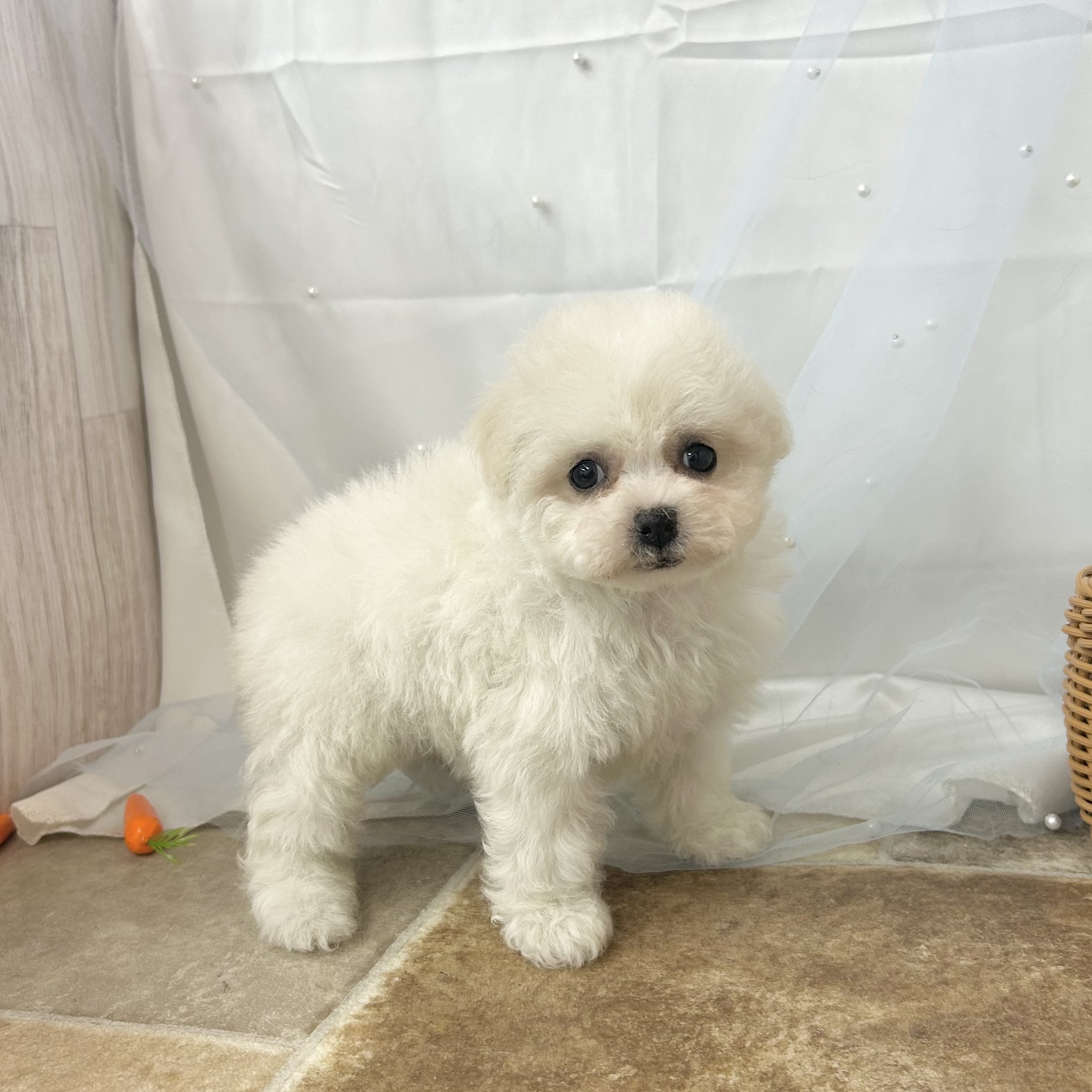 愛知県のビションフリーゼ (ファミリーペット 豊明店/2026年2月8日生まれ/女の子/ホワイト)の子犬の3枚目の画像