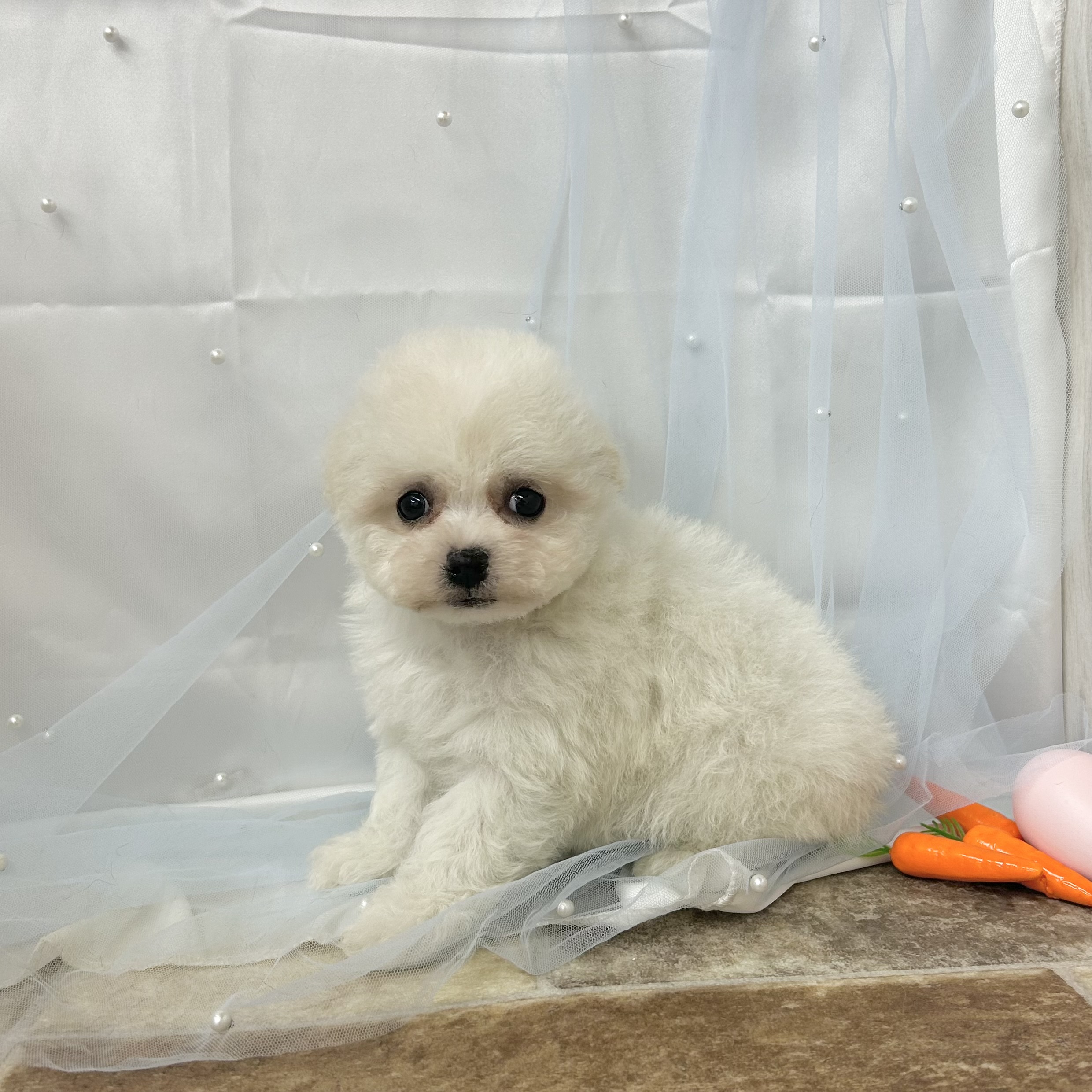 愛知県のビションフリーゼ (ファミリーペット 豊明店/2026年2月8日生まれ/女の子/ホワイト)の子犬の4枚目の画像