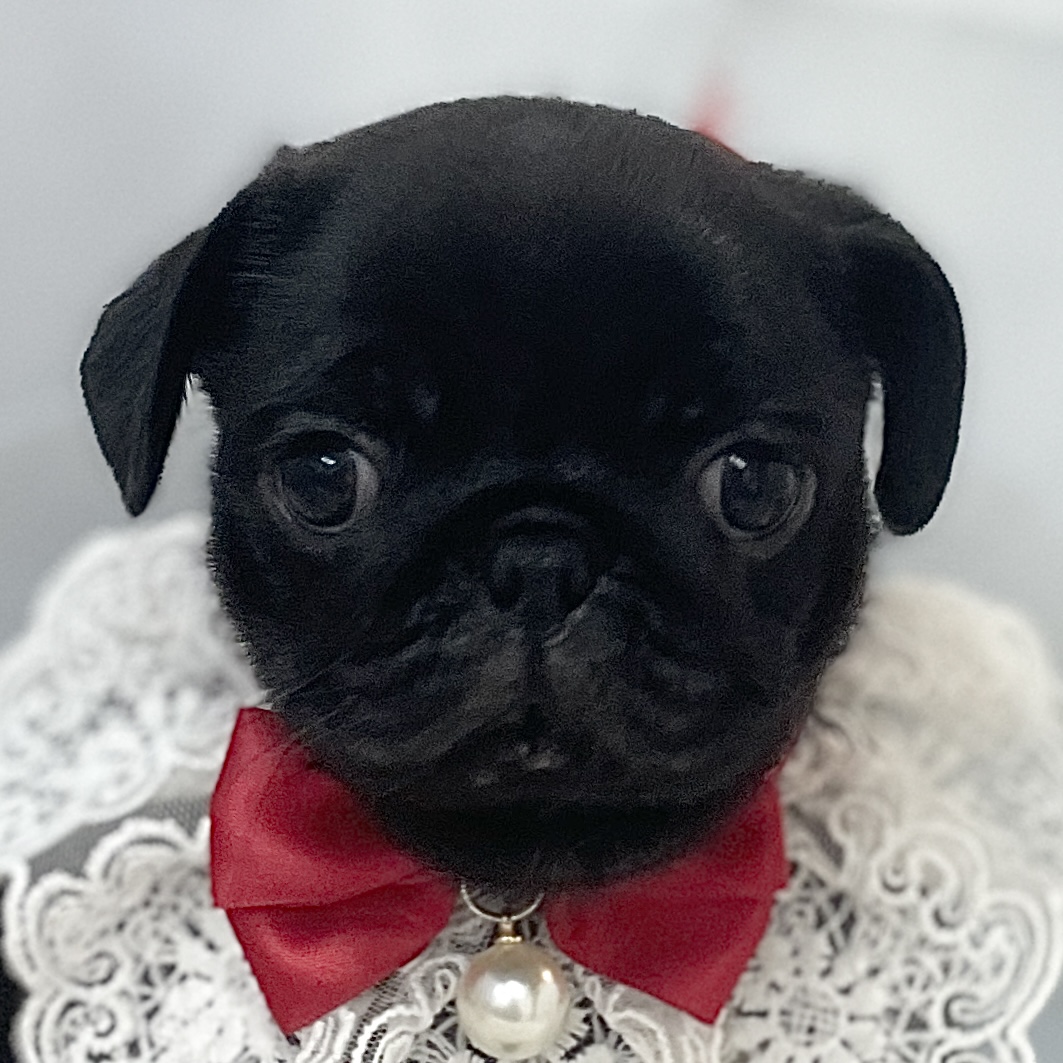 愛知県のパグ (ファミリーペット 豊明店/2026年2月7日生まれ/女の子/ブラック)の子犬の1枚目の画像