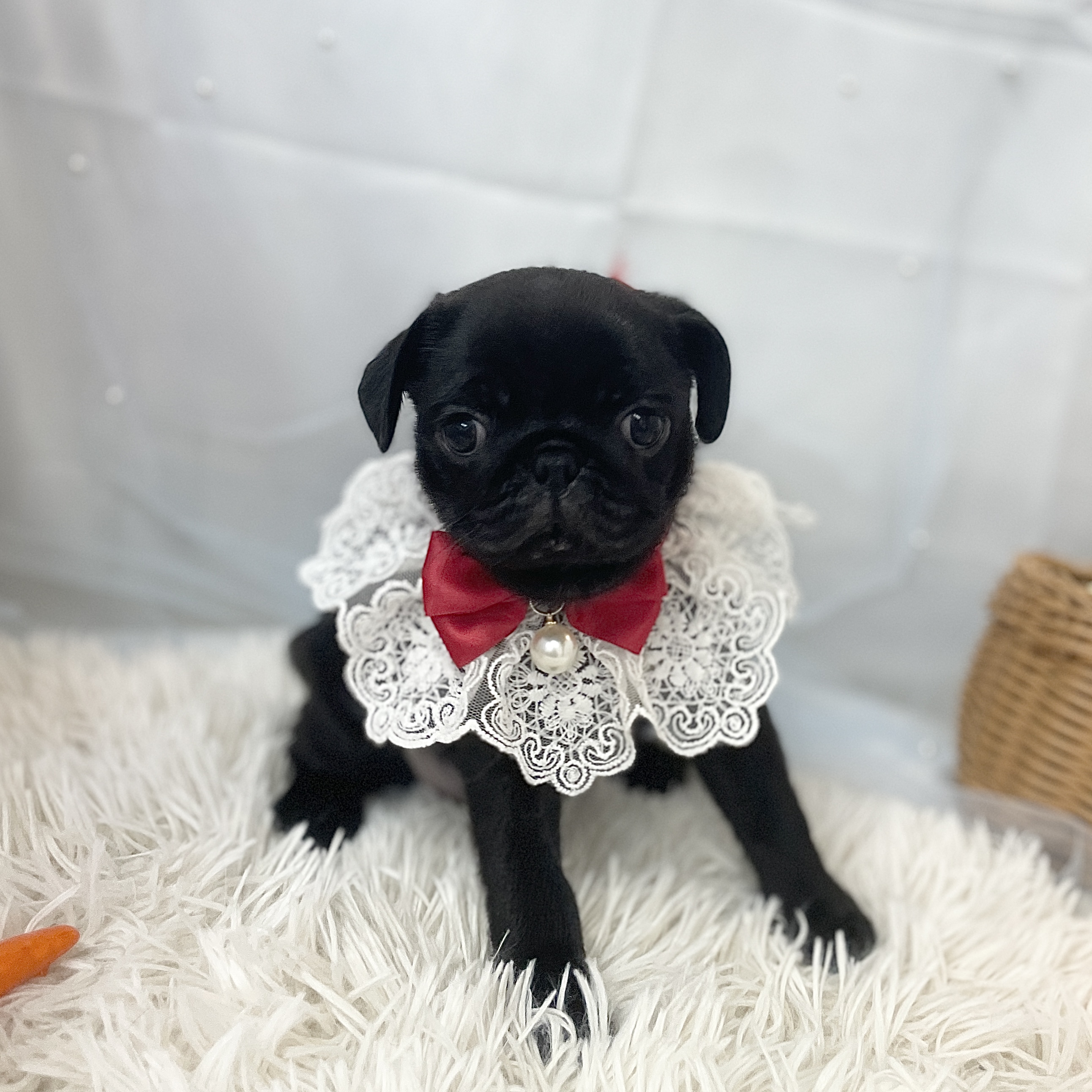 愛知県のパグ (ファミリーペット 豊明店/2026年2月7日生まれ/女の子/ブラック)の子犬の2枚目の画像