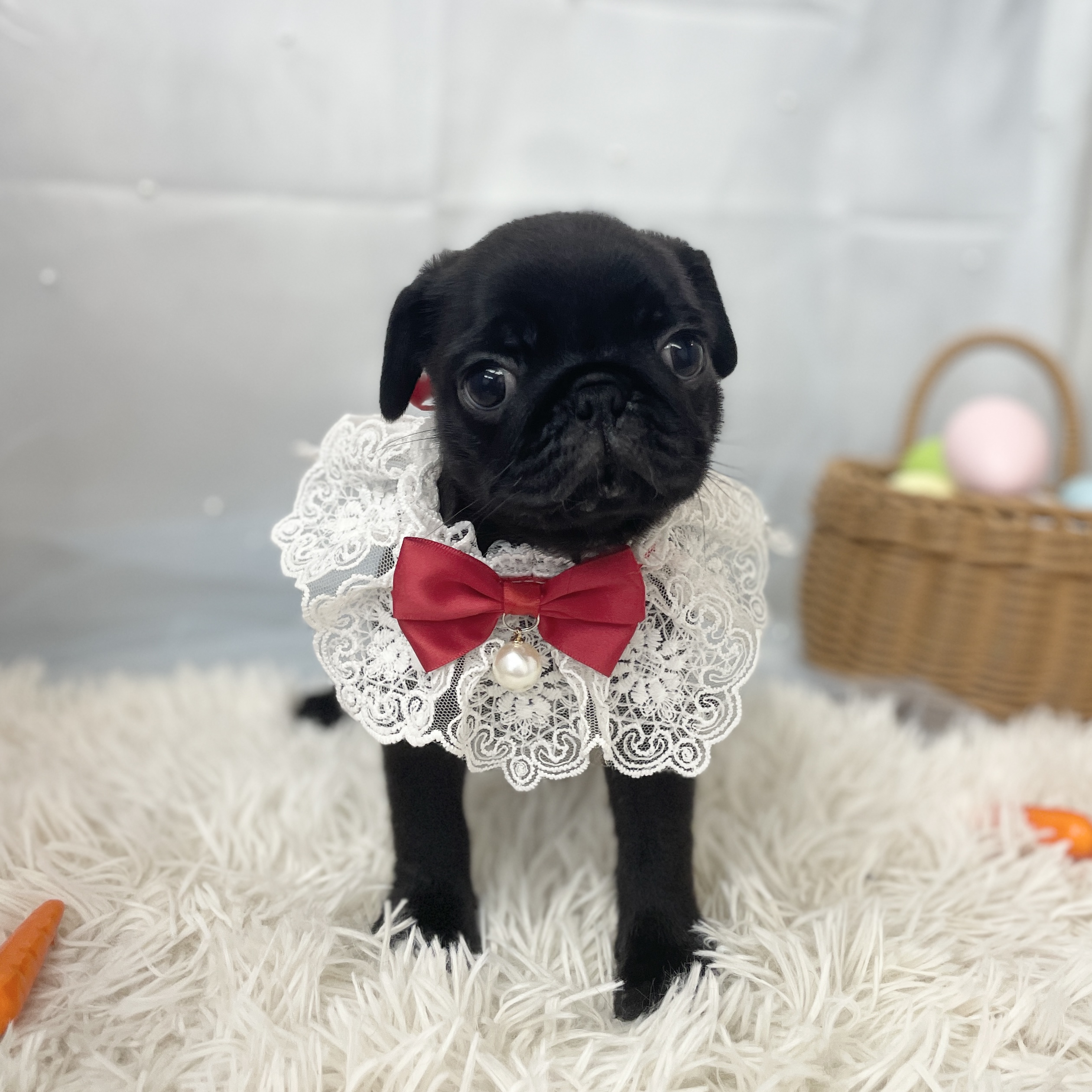 愛知県のパグ (ファミリーペット 豊明店/2026年2月7日生まれ/女の子/ブラック)の子犬の3枚目の画像