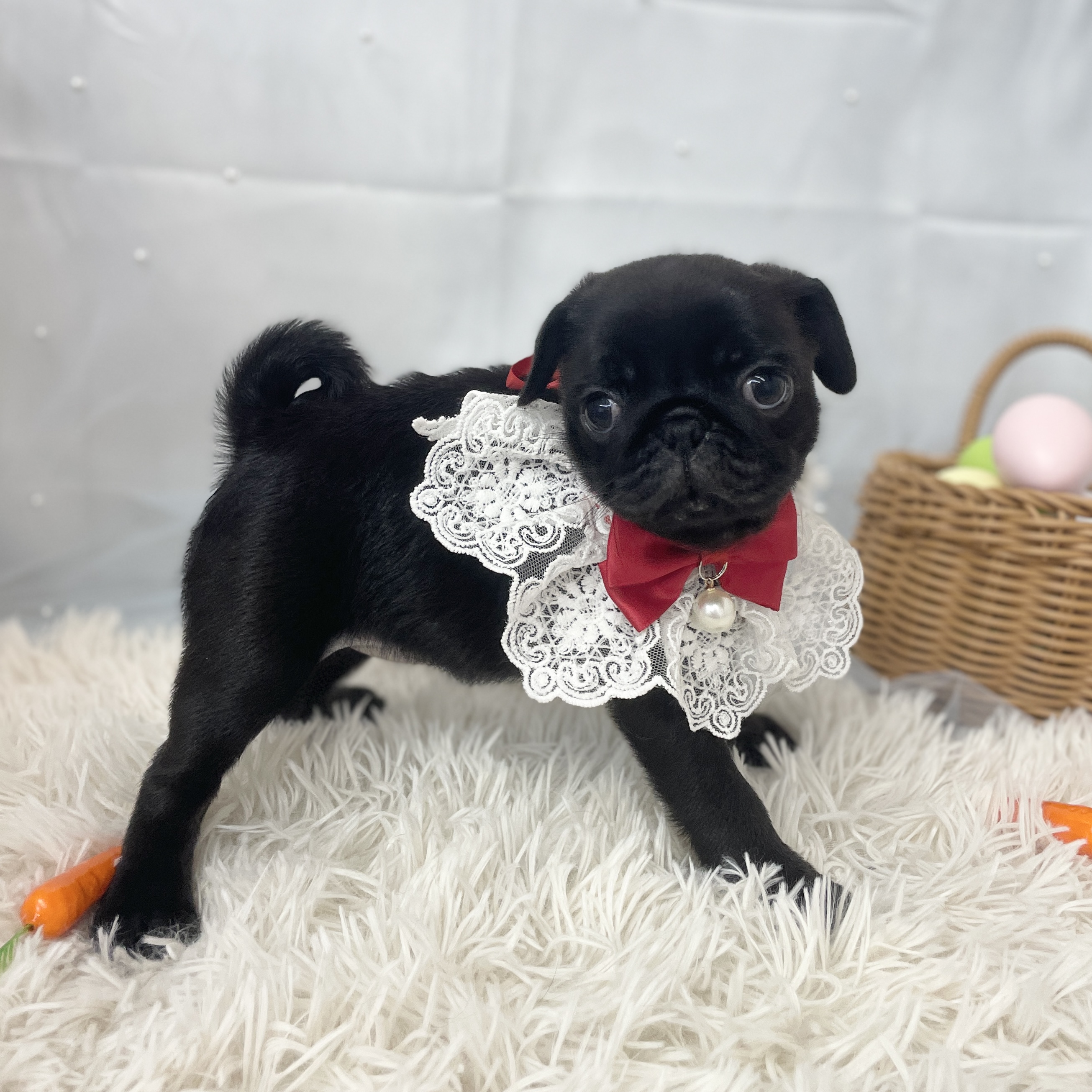 愛知県のパグ (ファミリーペット 豊明店/2026年2月7日生まれ/女の子/ブラック)の子犬の4枚目の画像