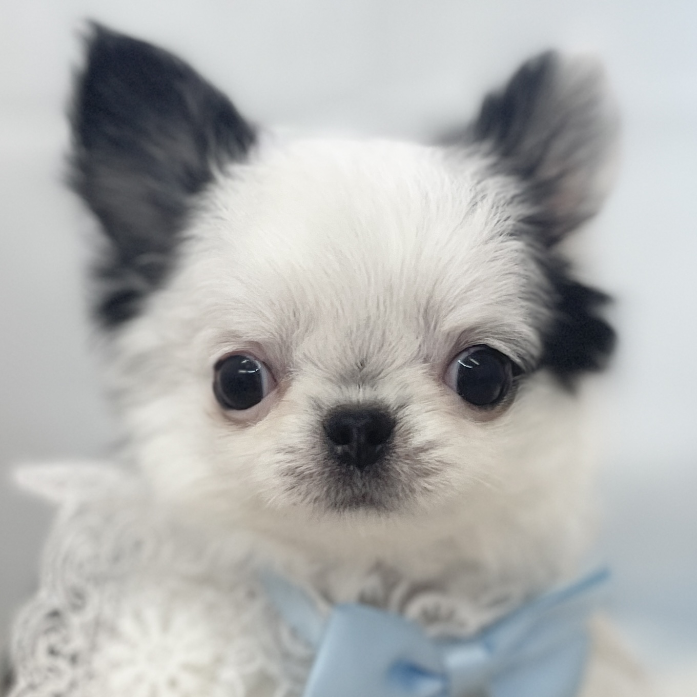 愛知県のチワワ(ロング) (ファミリーペット 豊明店/2026年1月30日生まれ/男の子/ホワイトブラック)の子犬の1枚目の画像