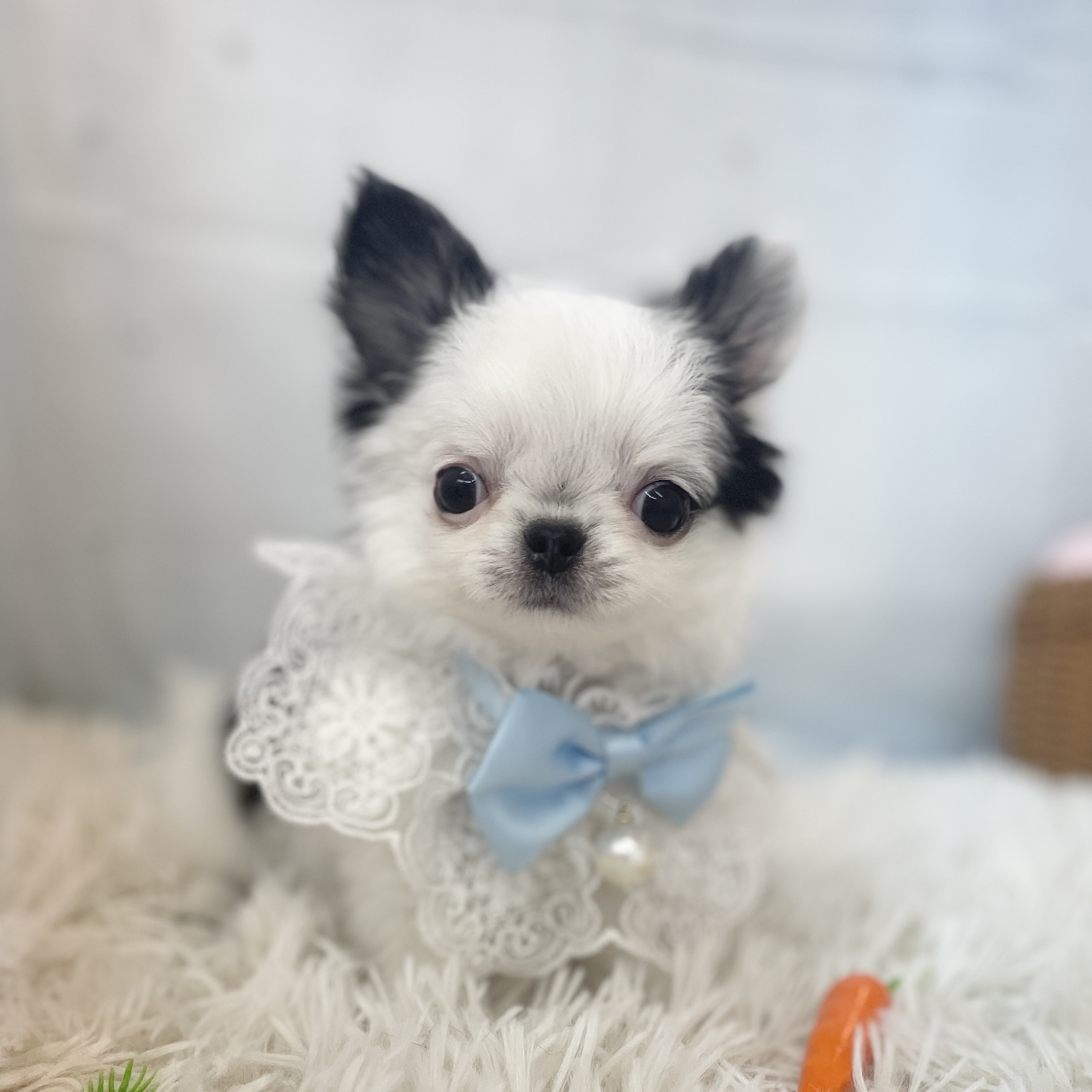 愛知県のチワワ(ロング) (ファミリーペット 豊明店/2026年1月30日生まれ/男の子/ホワイトブラック)の子犬の2枚目の画像