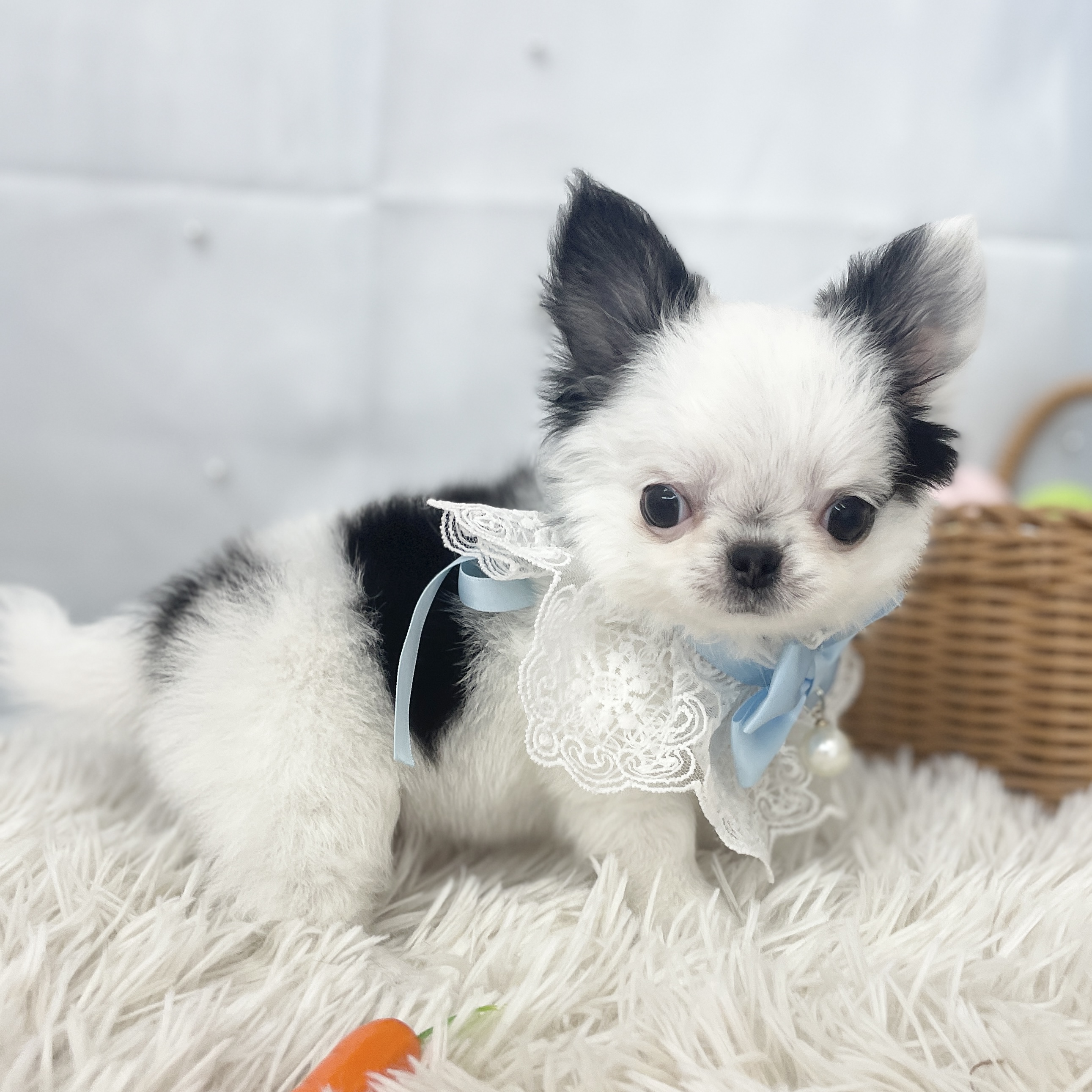 愛知県のチワワ(ロング) (ファミリーペット 豊明店/2026年1月30日生まれ/男の子/ホワイトブラック)の子犬の3枚目の画像