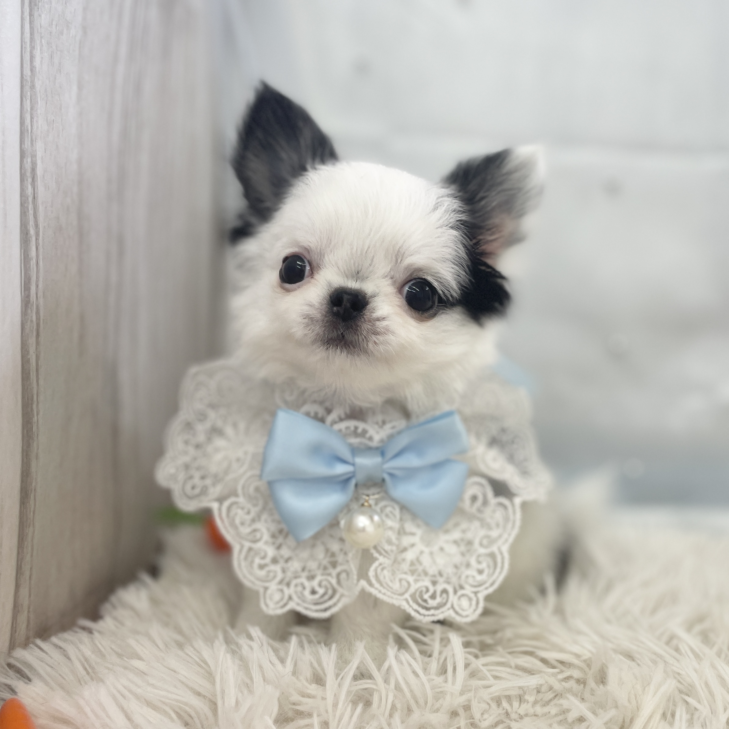 愛知県のチワワ(ロング) (ファミリーペット 豊明店/2026年1月30日生まれ/男の子/ホワイトブラック)の子犬の4枚目の画像