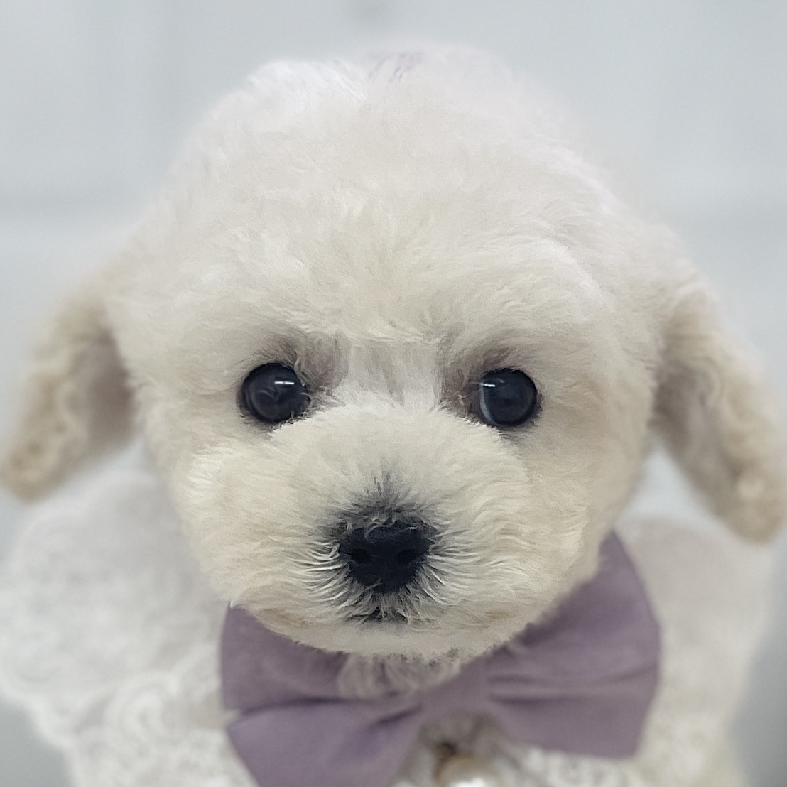 愛知県のトイプードル(トイ) (ファミリーペット 豊明店/2026年2月6日生まれ/男の子/ホワイト)の子犬の1枚目の画像