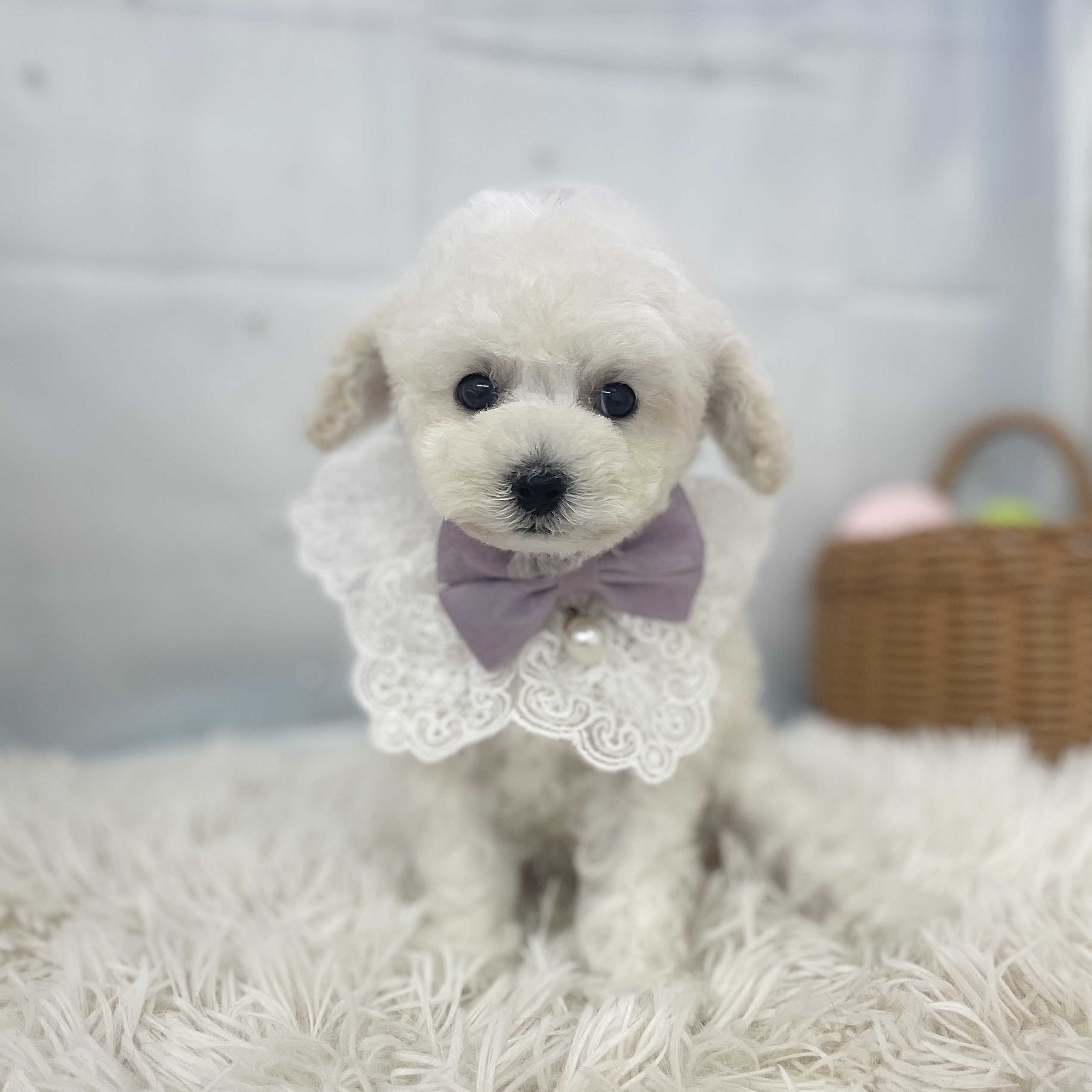 愛知県のトイプードル(トイ) (ファミリーペット 豊明店/2026年2月6日生まれ/男の子/ホワイト)の子犬の2枚目の画像