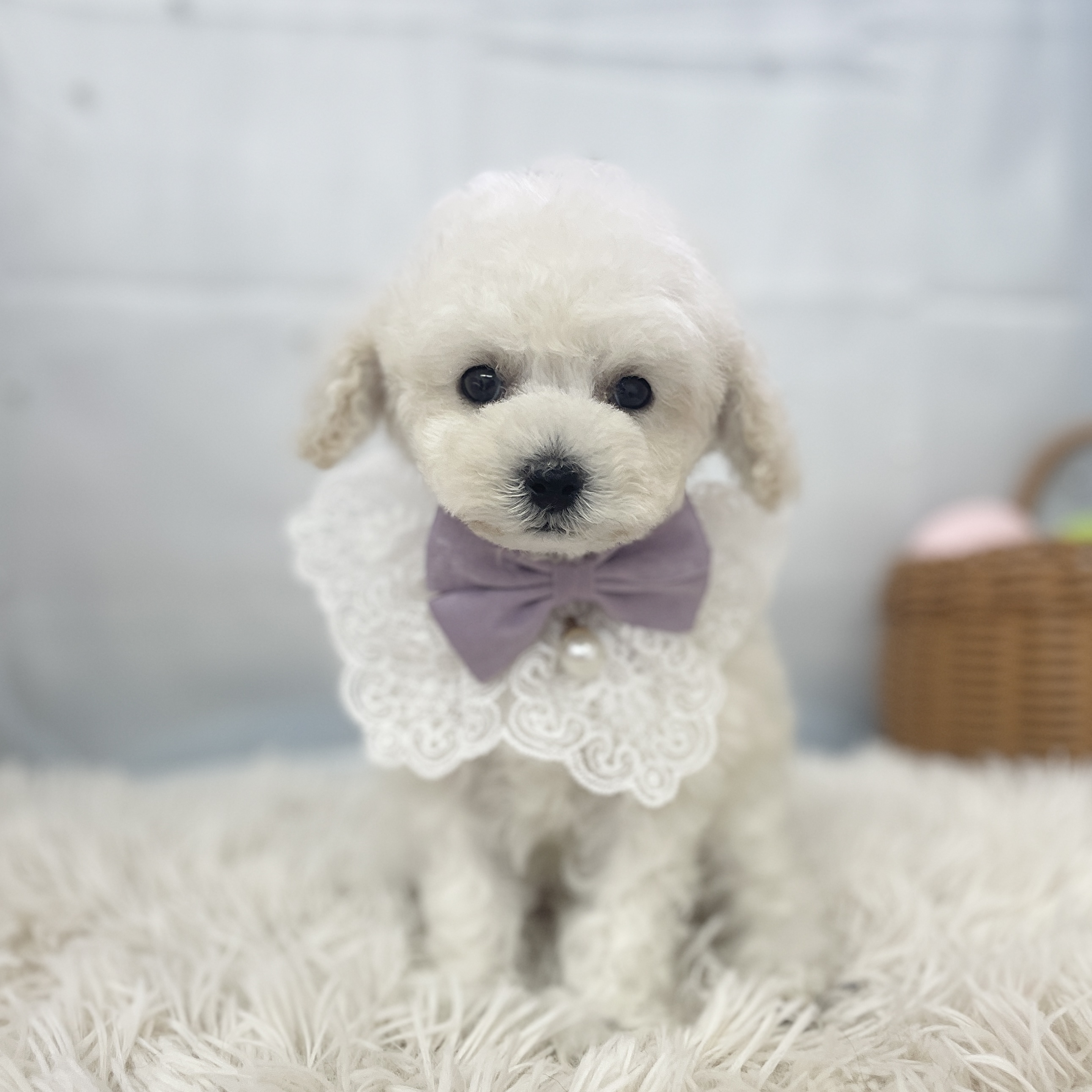 愛知県のトイプードル(トイ) (ファミリーペット 豊明店/2026年2月6日生まれ/男の子/ホワイト)の子犬の3枚目の画像