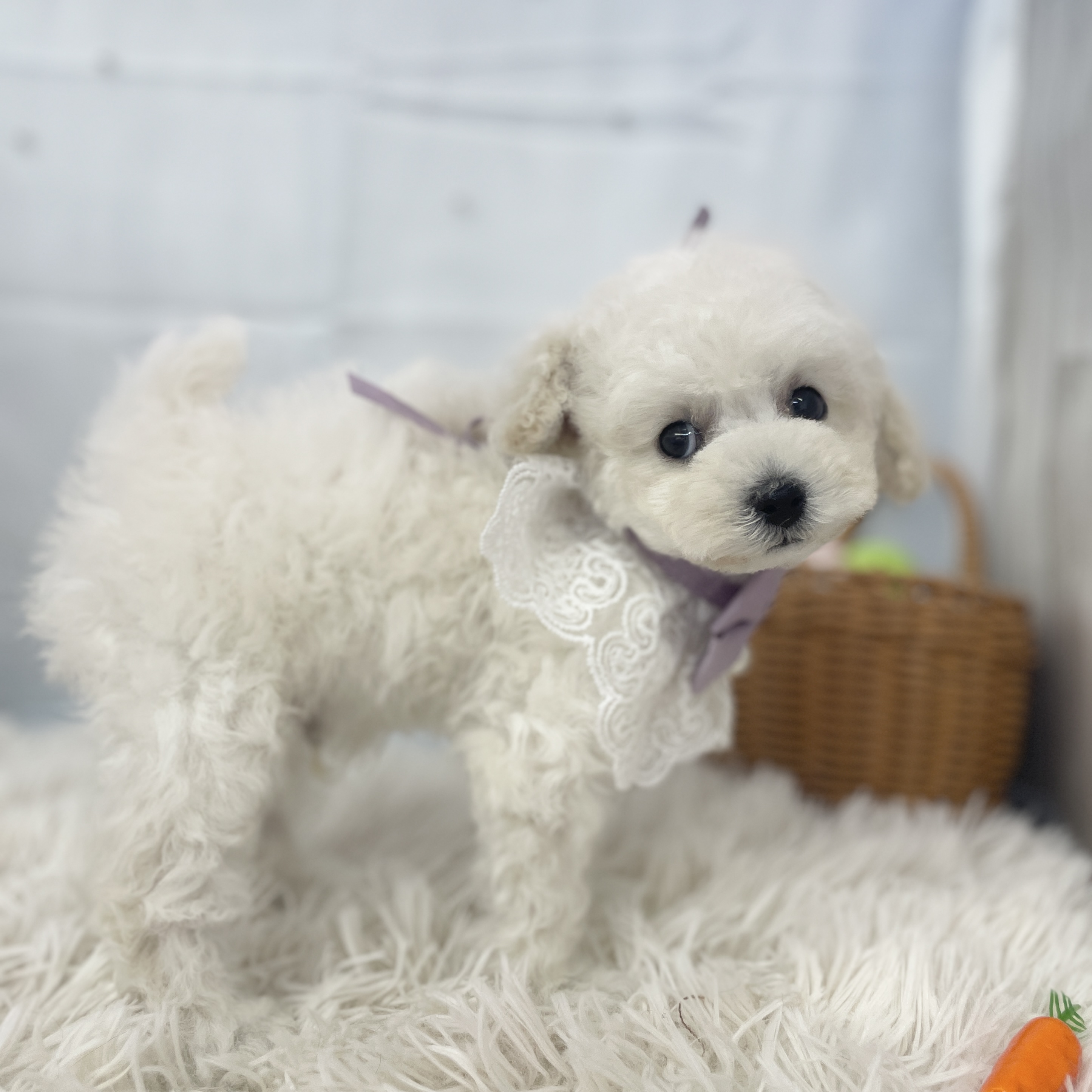 愛知県のトイプードル(トイ) (ファミリーペット 豊明店/2026年2月6日生まれ/男の子/ホワイト)の子犬の4枚目の画像