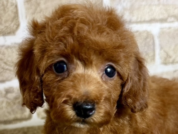 大阪府のトイプードル(トイ) (ファミリーペット with 高槻店/2026年2月7日生まれ/女の子/レッドフォーン)の子犬の1枚目の画像