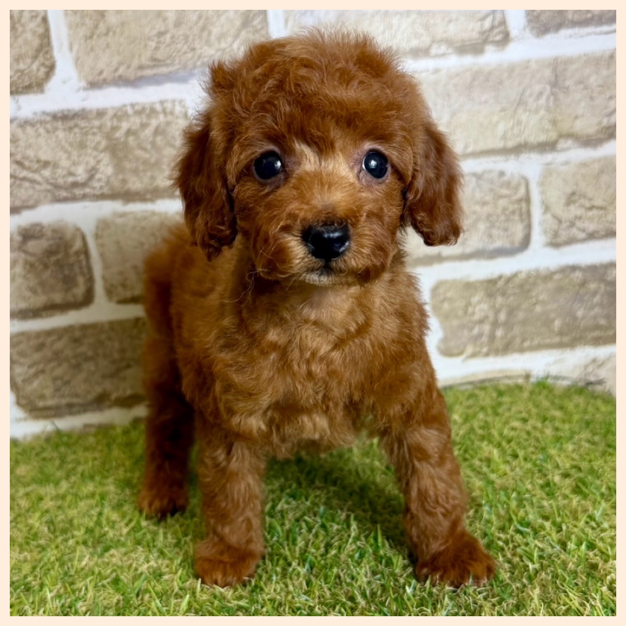 大阪府のトイプードル(トイ) (ファミリーペット with 高槻店/2026年2月7日生まれ/女の子/レッドフォーン)の子犬の2枚目の画像