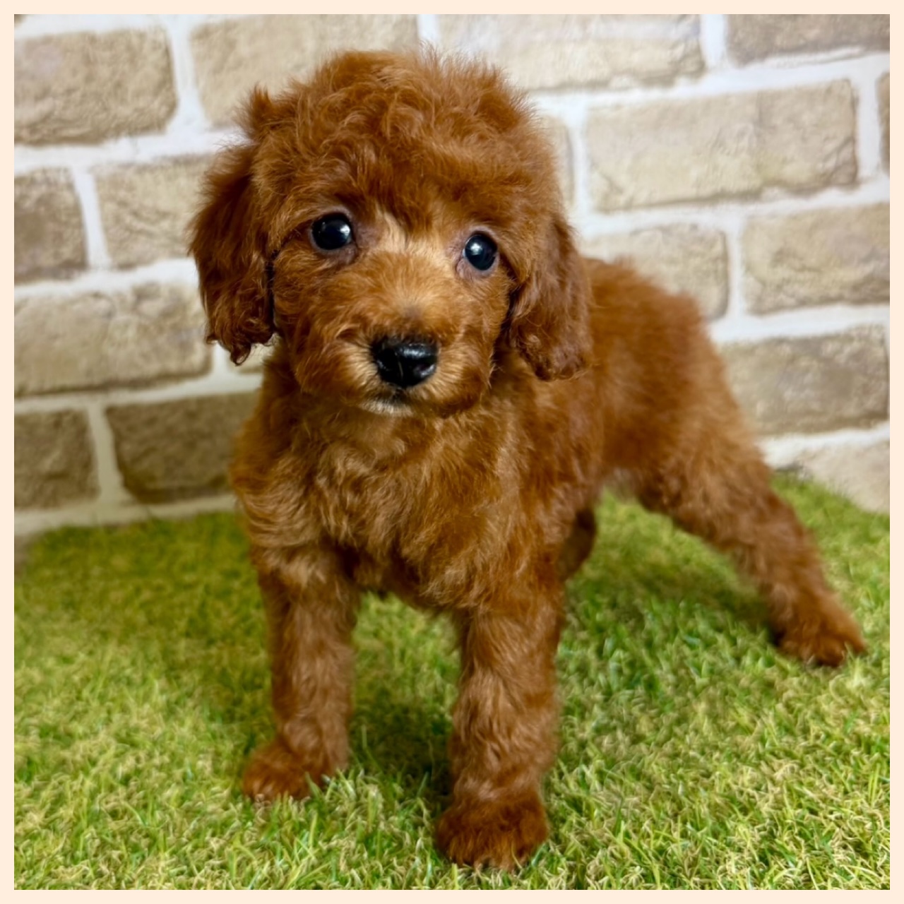 大阪府のトイプードル(トイ) (ファミリーペット with 高槻店/2026年2月7日生まれ/女の子/レッドフォーン)の子犬の3枚目の画像