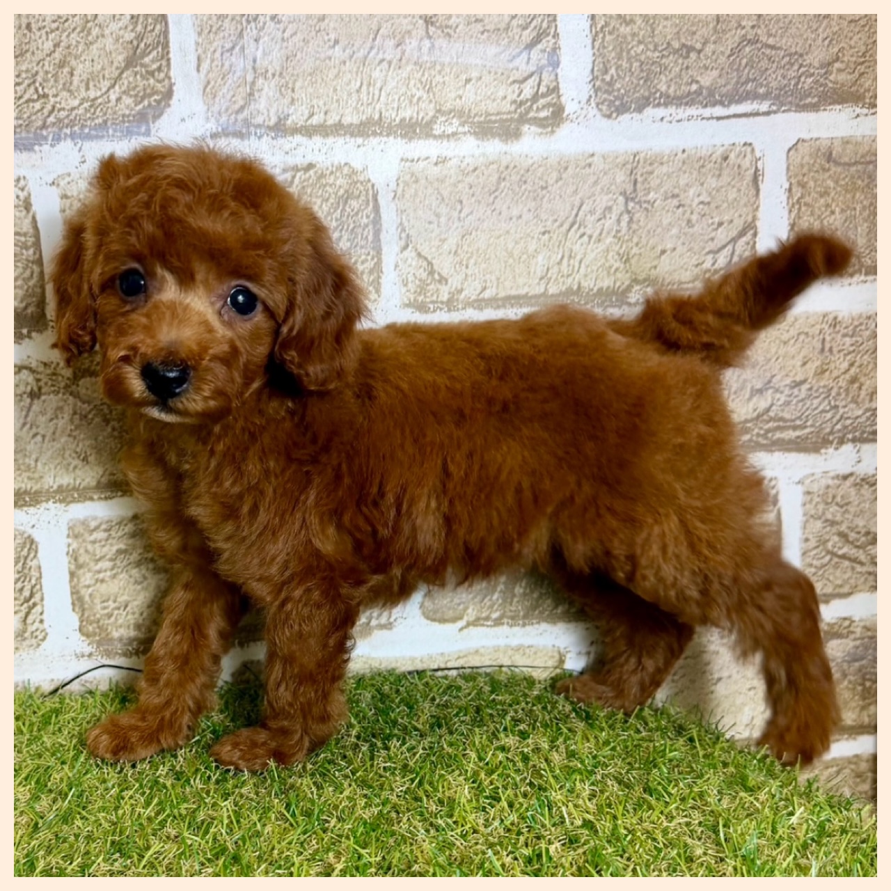 大阪府のトイプードル(トイ) (ファミリーペット with 高槻店/2026年2月7日生まれ/女の子/レッドフォーン)の子犬の4枚目の画像