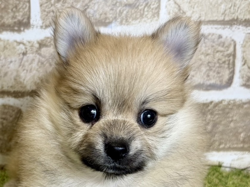 大阪府のポメラニアン (ファミリーペット with 高槻店/2026年2月8日生まれ/女の子/オレンジ)の子犬の1枚目の画像