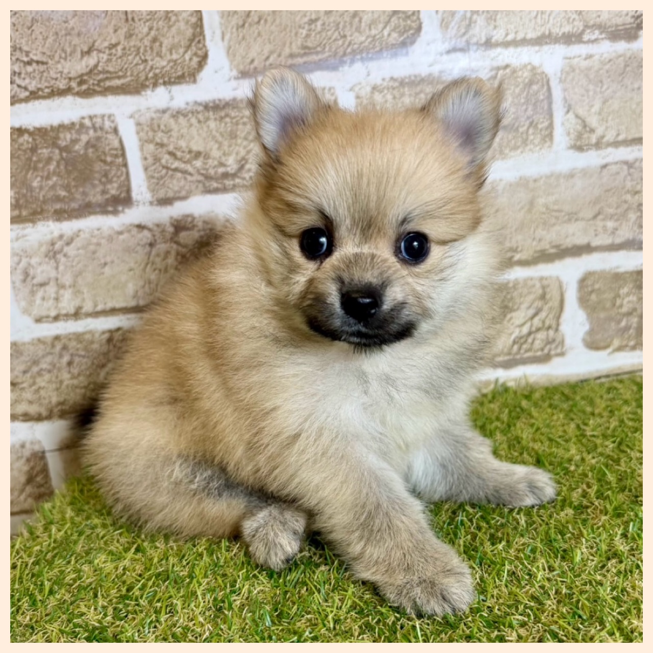 大阪府のポメラニアン (ファミリーペット with 高槻店/2026年2月8日生まれ/女の子/オレンジ)の子犬の2枚目の画像