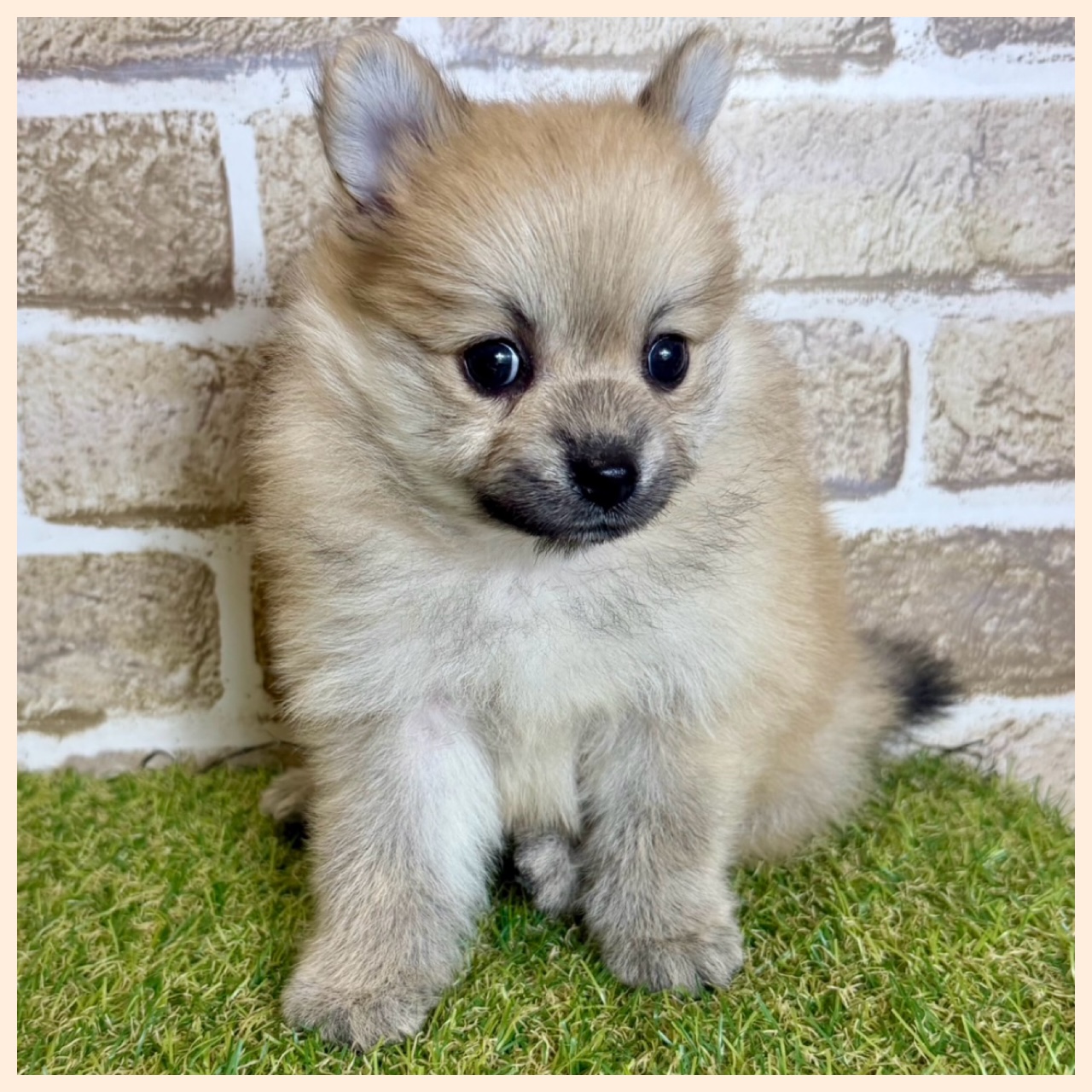 大阪府のポメラニアン (ファミリーペット with 高槻店/2026年2月8日生まれ/女の子/オレンジ)の子犬の3枚目の画像