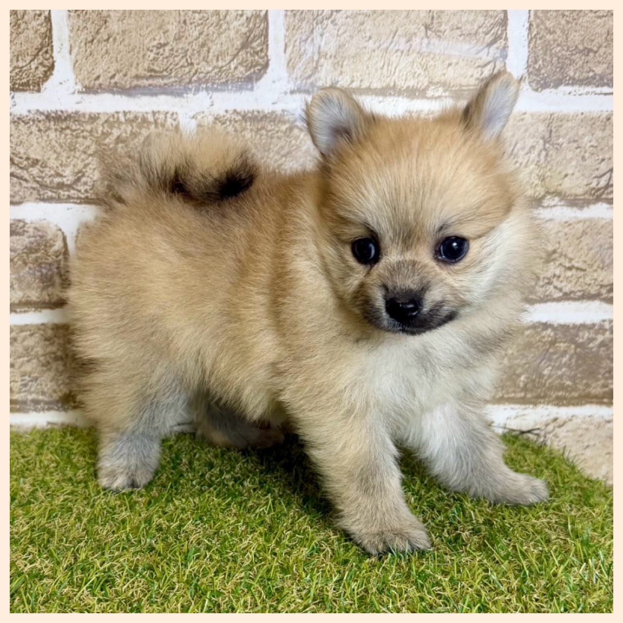 大阪府のポメラニアン (ファミリーペット with 高槻店/2026年2月8日生まれ/女の子/オレンジ)の子犬の4枚目の画像