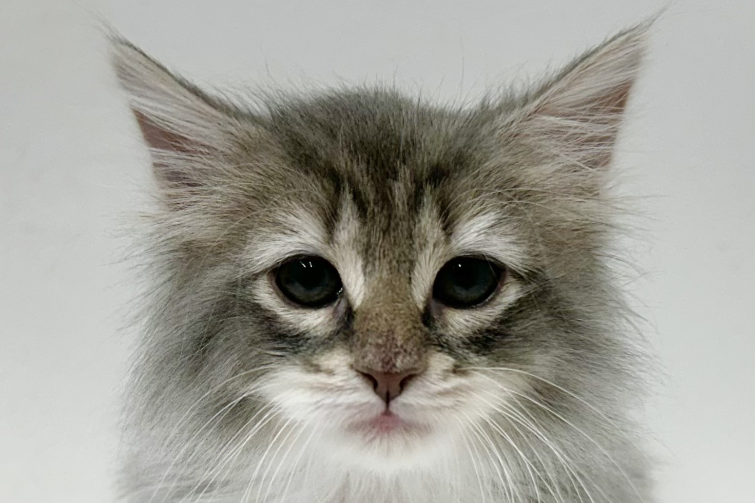 愛知県のノルウェージャンフォレストキャット (ファミリーペット 鳴海店/2026年1月27日生まれ/男の子/ブルータビーホワイト)の子猫の1枚目の画像