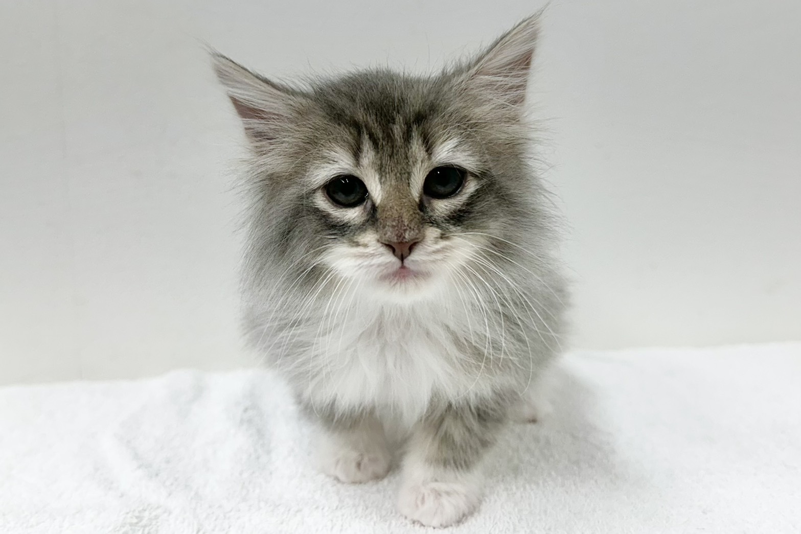 愛知県のノルウェージャンフォレストキャット (ファミリーペット 鳴海店/2026年1月27日生まれ/男の子/ブルータビーホワイト)の子猫の2枚目の画像