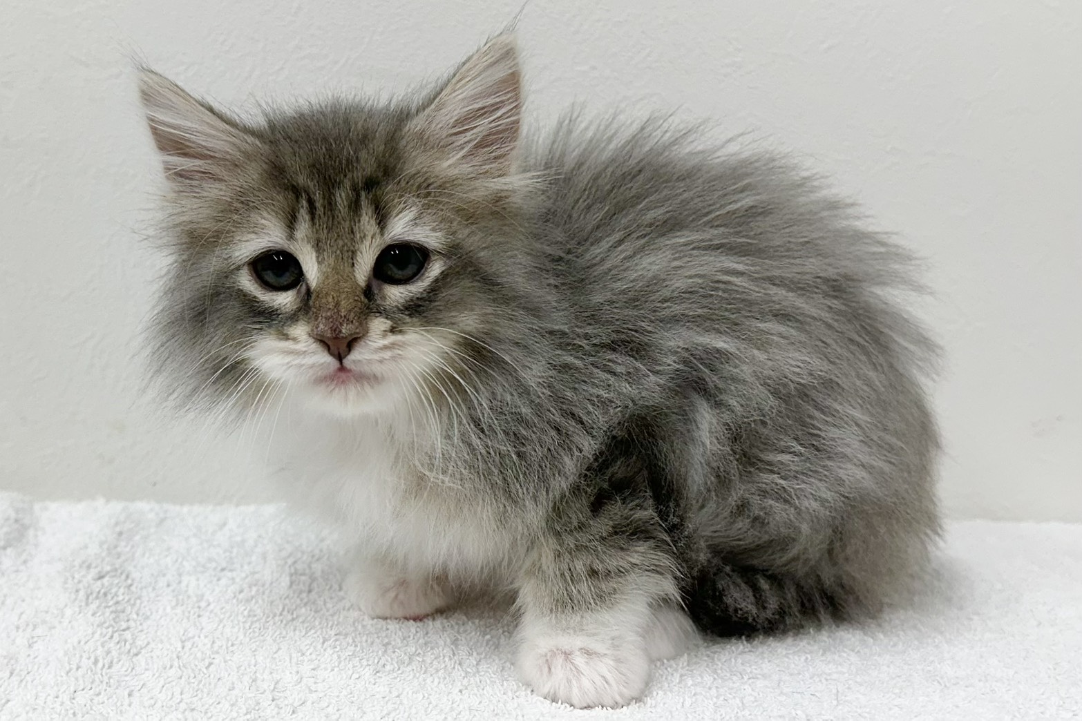 愛知県のノルウェージャンフォレストキャット (ファミリーペット 鳴海店/2026年1月27日生まれ/男の子/ブルータビーホワイト)の子猫の3枚目の画像