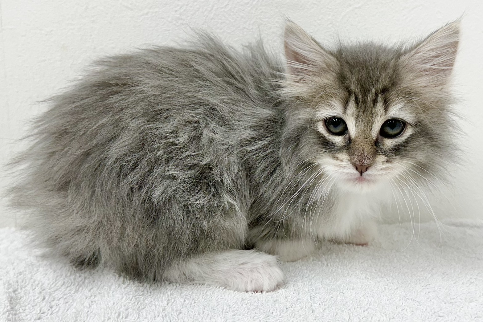 愛知県のノルウェージャンフォレストキャット (ファミリーペット 鳴海店/2026年1月27日生まれ/男の子/ブルータビーホワイト)の子猫の4枚目の画像