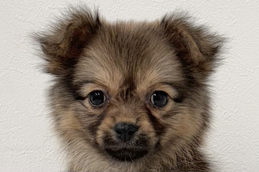 愛知県のハーフ犬・ミックス犬 (ファミリーペット 鳴海店/2026年2月10日生まれ/女の子/ブラウン)の子犬の1枚目の画像