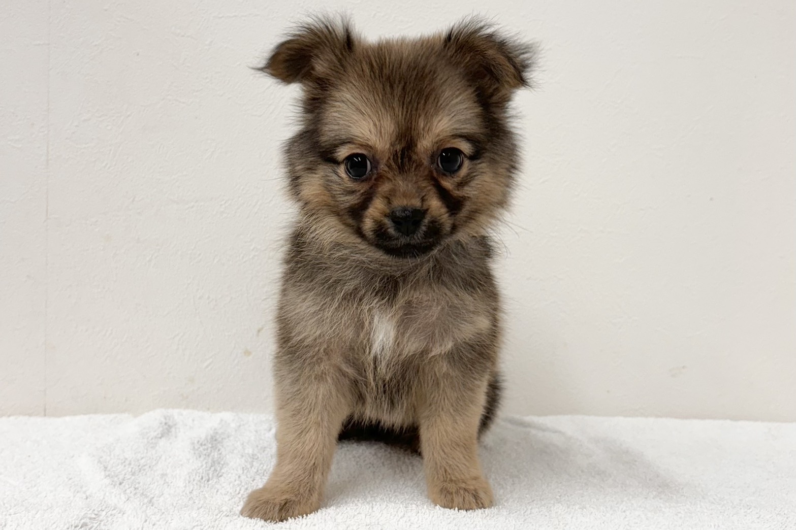 愛知県のハーフ犬・ミックス犬 (ファミリーペット 鳴海店/2026年2月10日生まれ/女の子/ブラウン)の子犬の2枚目の画像