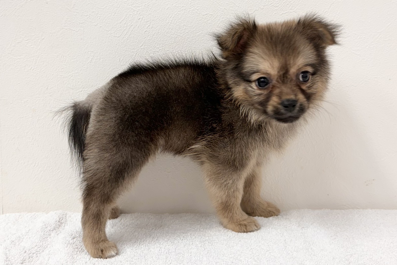 愛知県のハーフ犬・ミックス犬 (ファミリーペット 鳴海店/2026年2月10日生まれ/女の子/ブラウン)の子犬の3枚目の画像