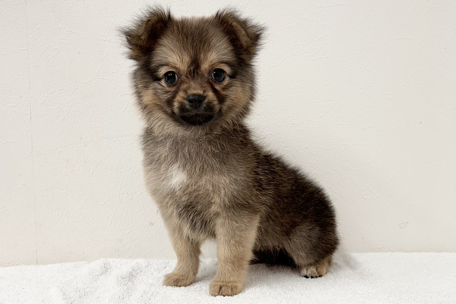 愛知県のハーフ犬・ミックス犬 (ファミリーペット 鳴海店/2026年2月10日生まれ/女の子/ブラウン)の子犬の4枚目の画像