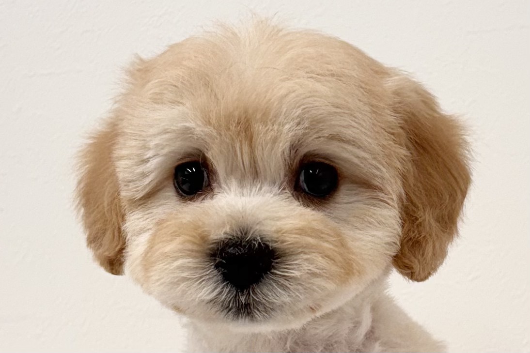 愛知県のハーフ犬・ミックス犬 (ファミリーペット 鳴海店/2026年2月11日生まれ/女の子/クリーム)の子犬の1枚目の画像