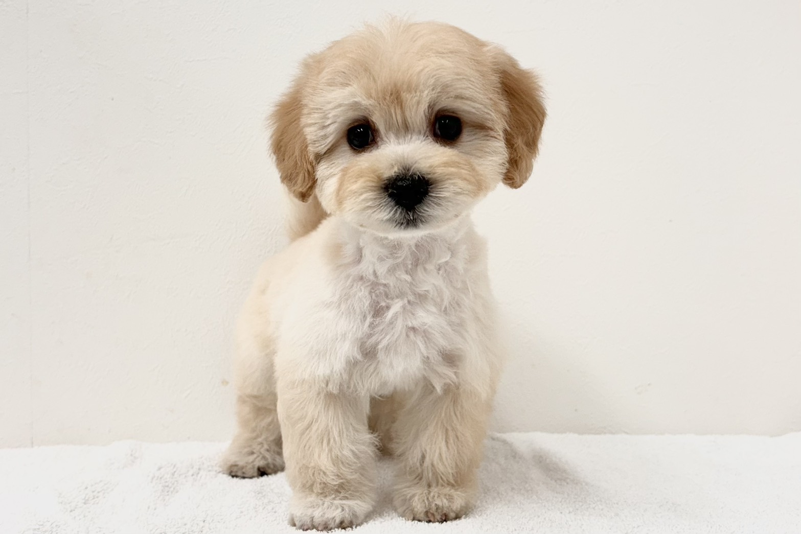 愛知県のハーフ犬・ミックス犬 (ファミリーペット 鳴海店/2026年2月11日生まれ/女の子/クリーム)の子犬の2枚目の画像