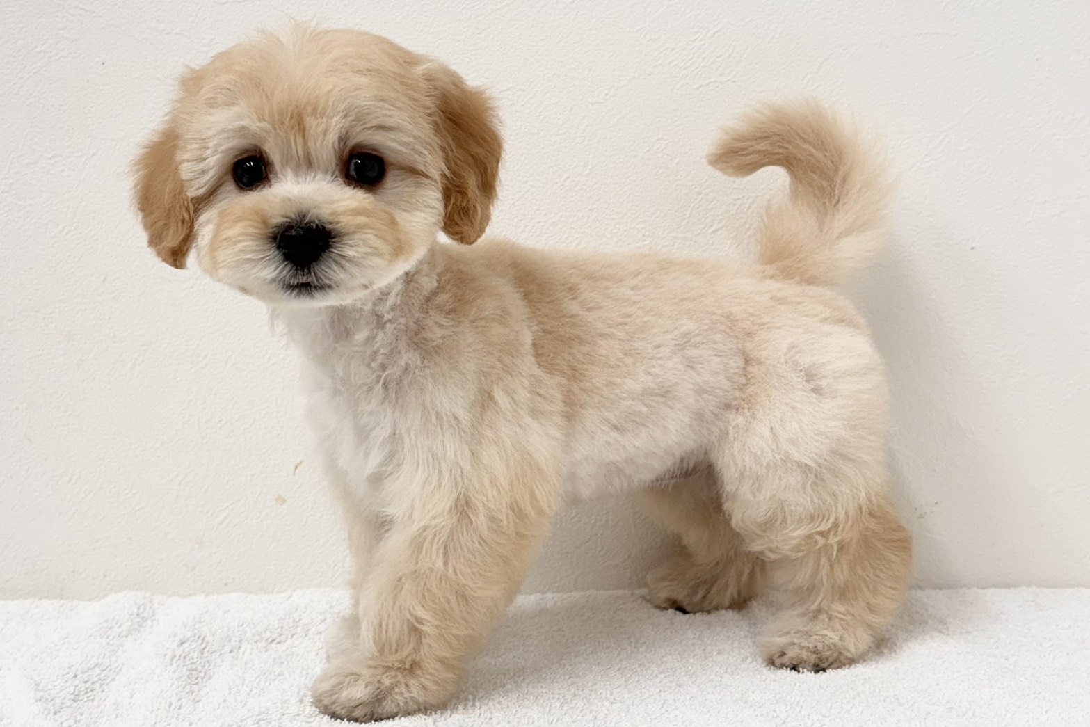 愛知県のハーフ犬・ミックス犬 (ファミリーペット 鳴海店/2026年2月11日生まれ/女の子/クリーム)の子犬の3枚目の画像