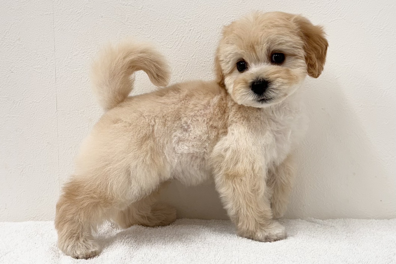 愛知県のハーフ犬・ミックス犬 (ファミリーペット 鳴海店/2026年2月11日生まれ/女の子/クリーム)の子犬の4枚目の画像