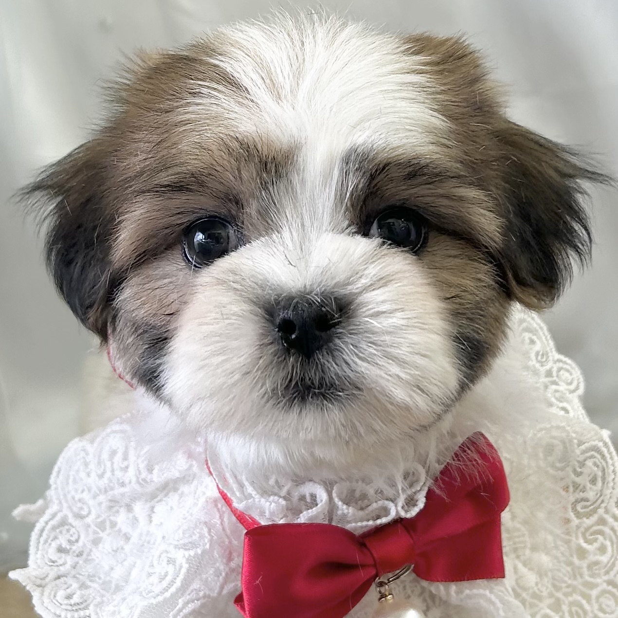 愛知県のハーフ犬・ミックス犬 (ファミリーペット 豊明店/2026年2月15日生まれ/女の子/ゴールドホワイト)の子犬の1枚目の画像