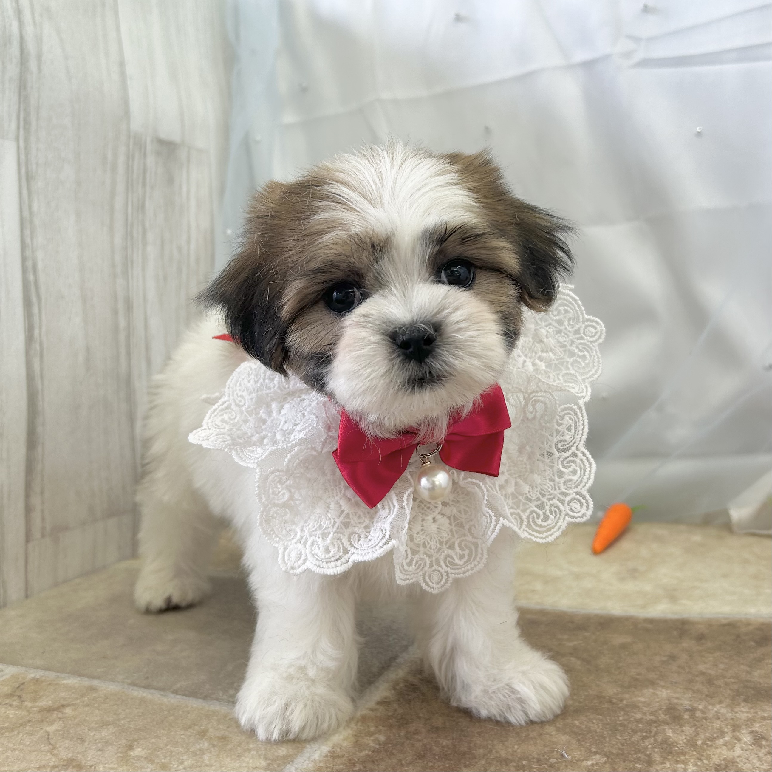 愛知県のハーフ犬・ミックス犬 (ファミリーペット 豊明店/2026年2月15日生まれ/女の子/ゴールドホワイト)の子犬の2枚目の画像