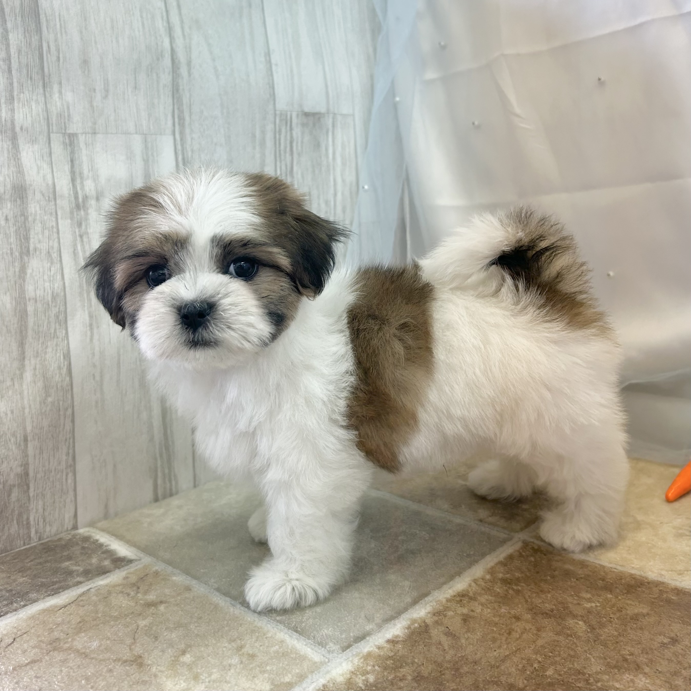 愛知県のハーフ犬・ミックス犬 (ファミリーペット 豊明店/2026年2月15日生まれ/女の子/ゴールドホワイト)の子犬の3枚目の画像