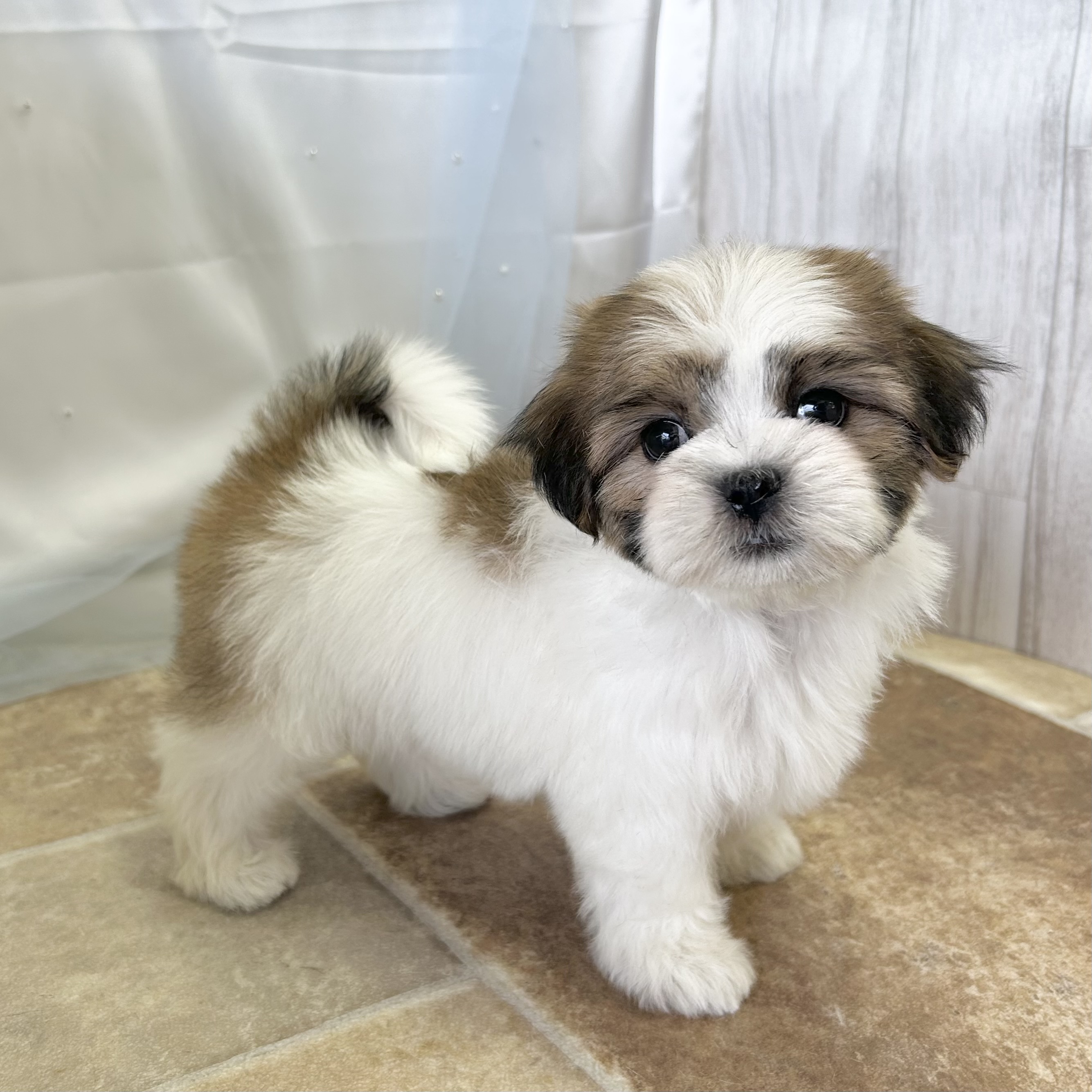 愛知県のハーフ犬・ミックス犬 (ファミリーペット 豊明店/2026年2月15日生まれ/女の子/ゴールドホワイト)の子犬の4枚目の画像