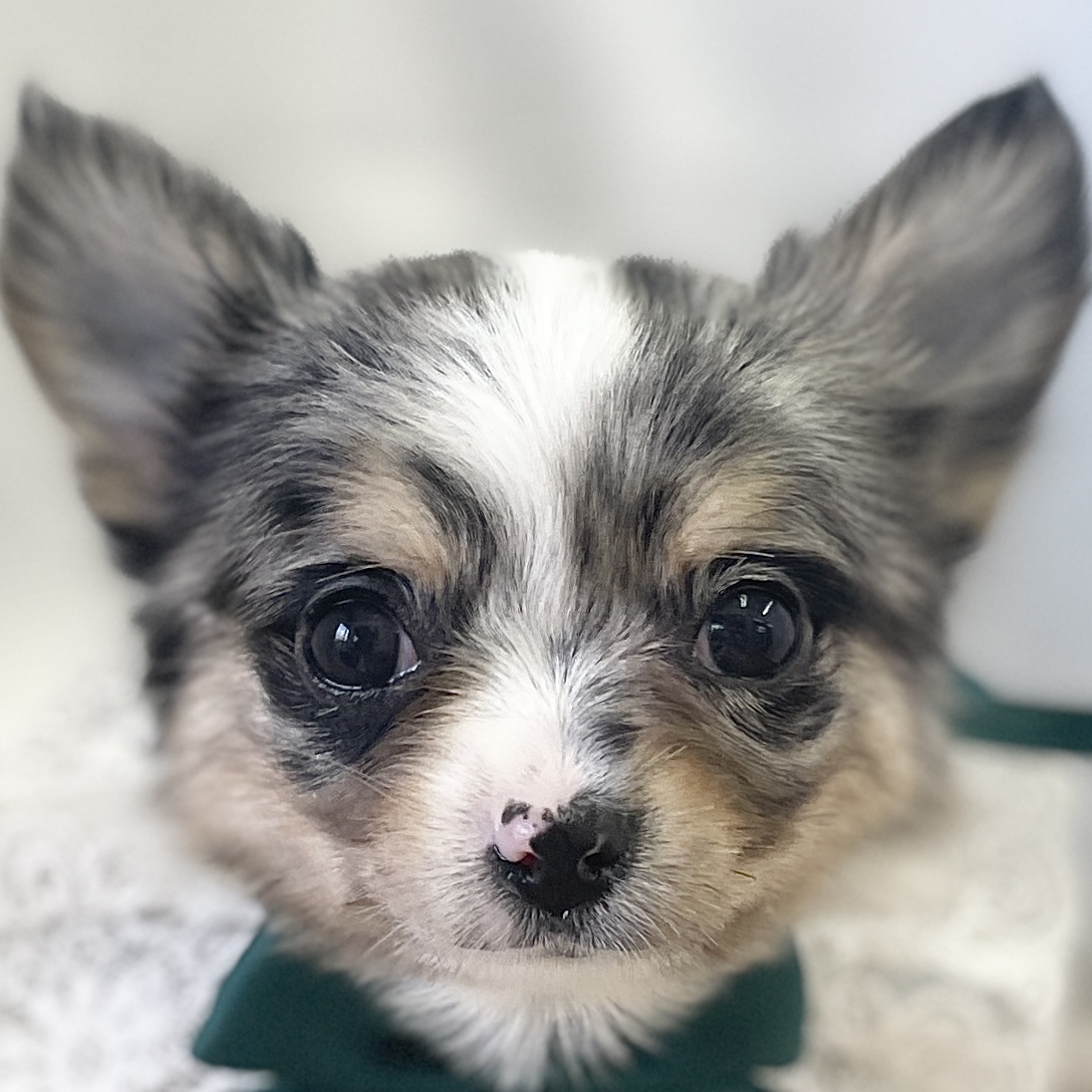 愛知県のチワワ(ロング) (ファミリーペット 豊明店/2026年2月15日生まれ/男の子/ブルーマール)の子犬の1枚目の画像