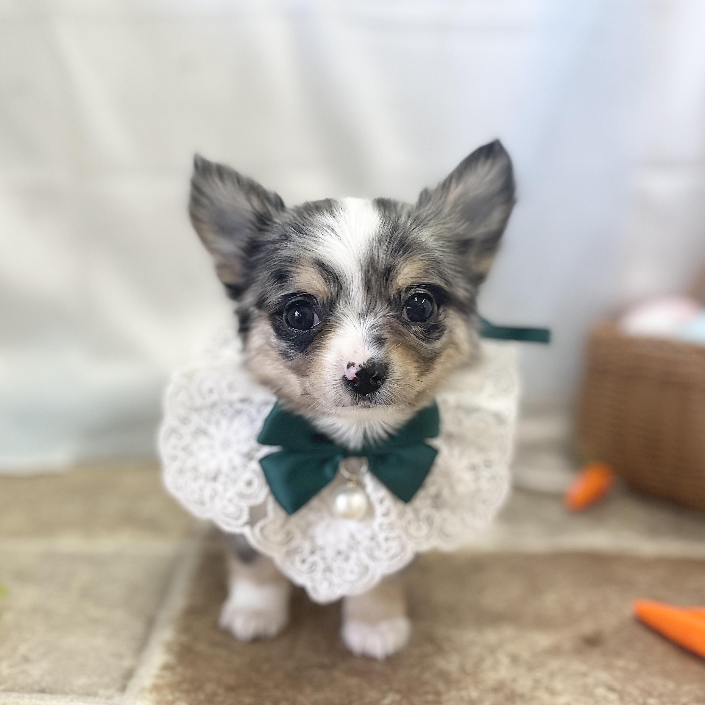 愛知県のチワワ(ロング) (ファミリーペット 豊明店/2026年2月15日生まれ/男の子/ブルーマール)の子犬の2枚目の画像