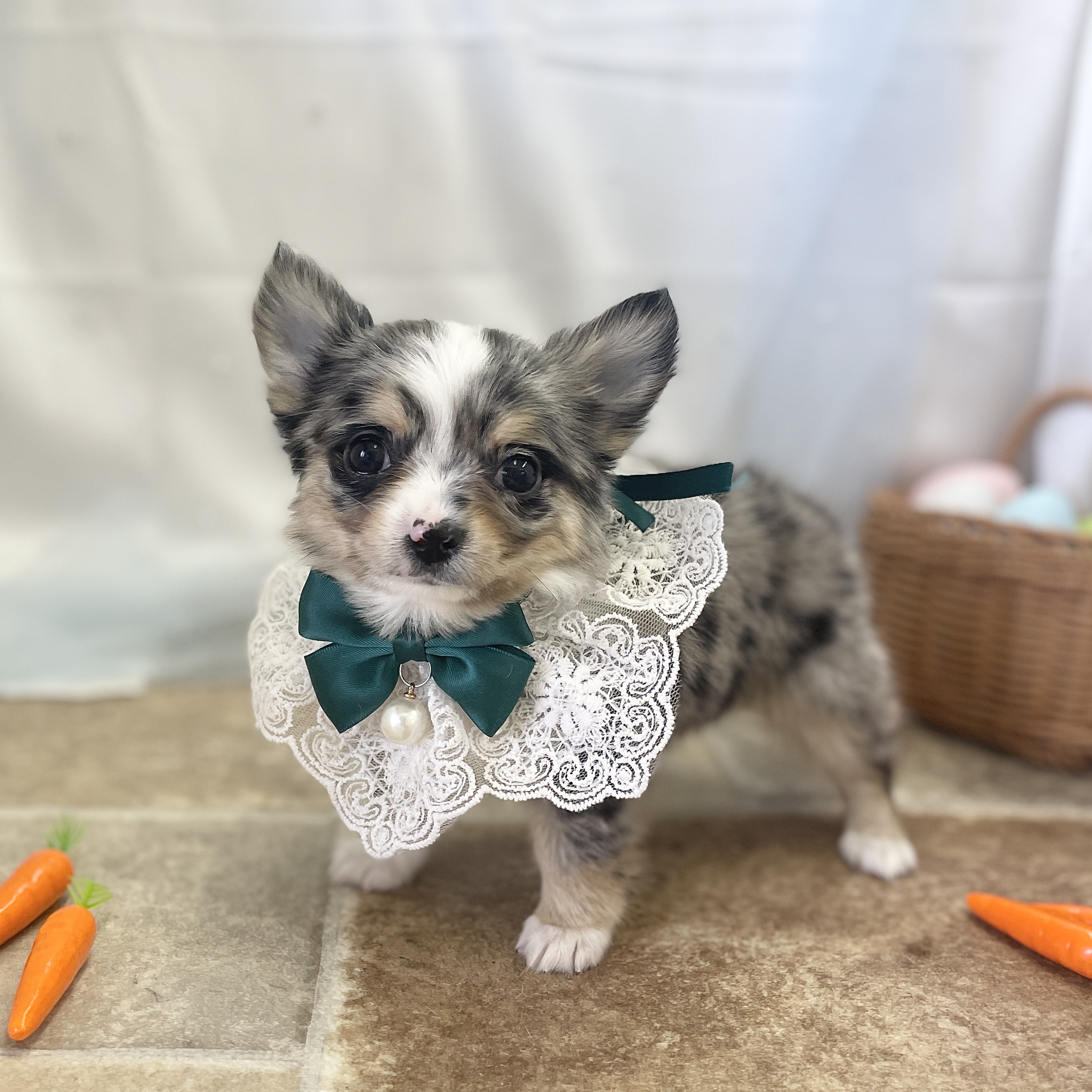 愛知県のチワワ(ロング) (ファミリーペット 豊明店/2026年2月15日生まれ/男の子/ブルーマール)の子犬の3枚目の画像