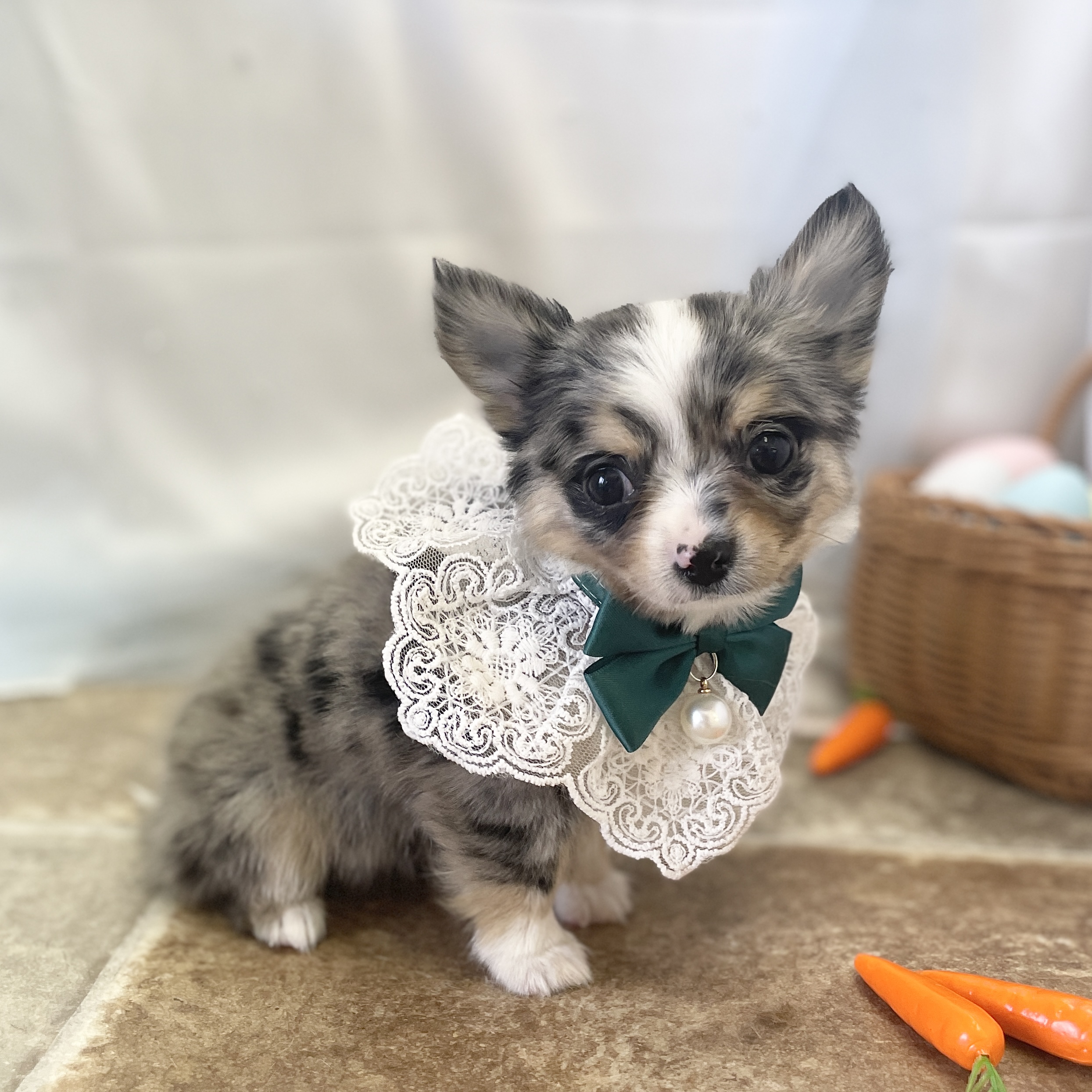 愛知県のチワワ(ロング) (ファミリーペット 豊明店/2026年2月15日生まれ/男の子/ブルーマール)の子犬の4枚目の画像