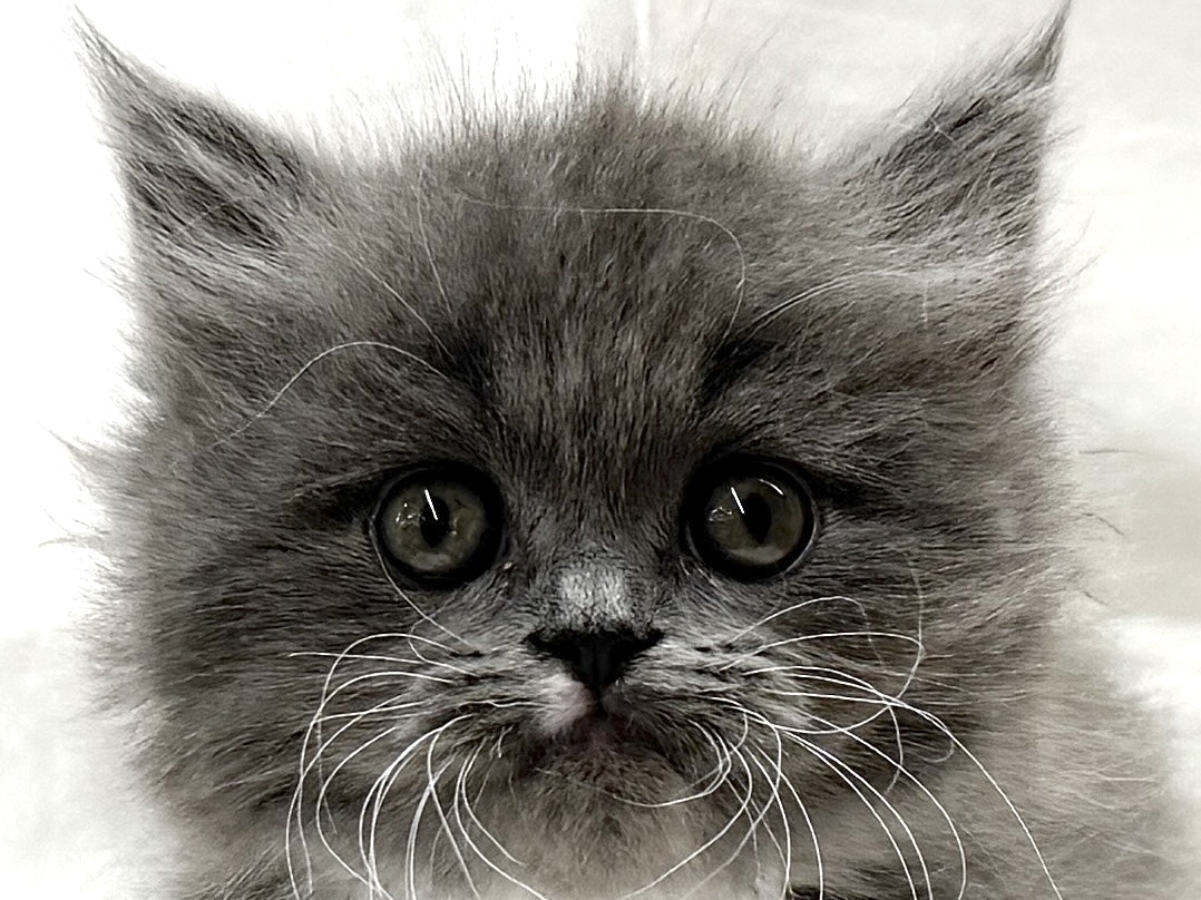 2026年2月17日生まれのハーフ犬・ミックス犬