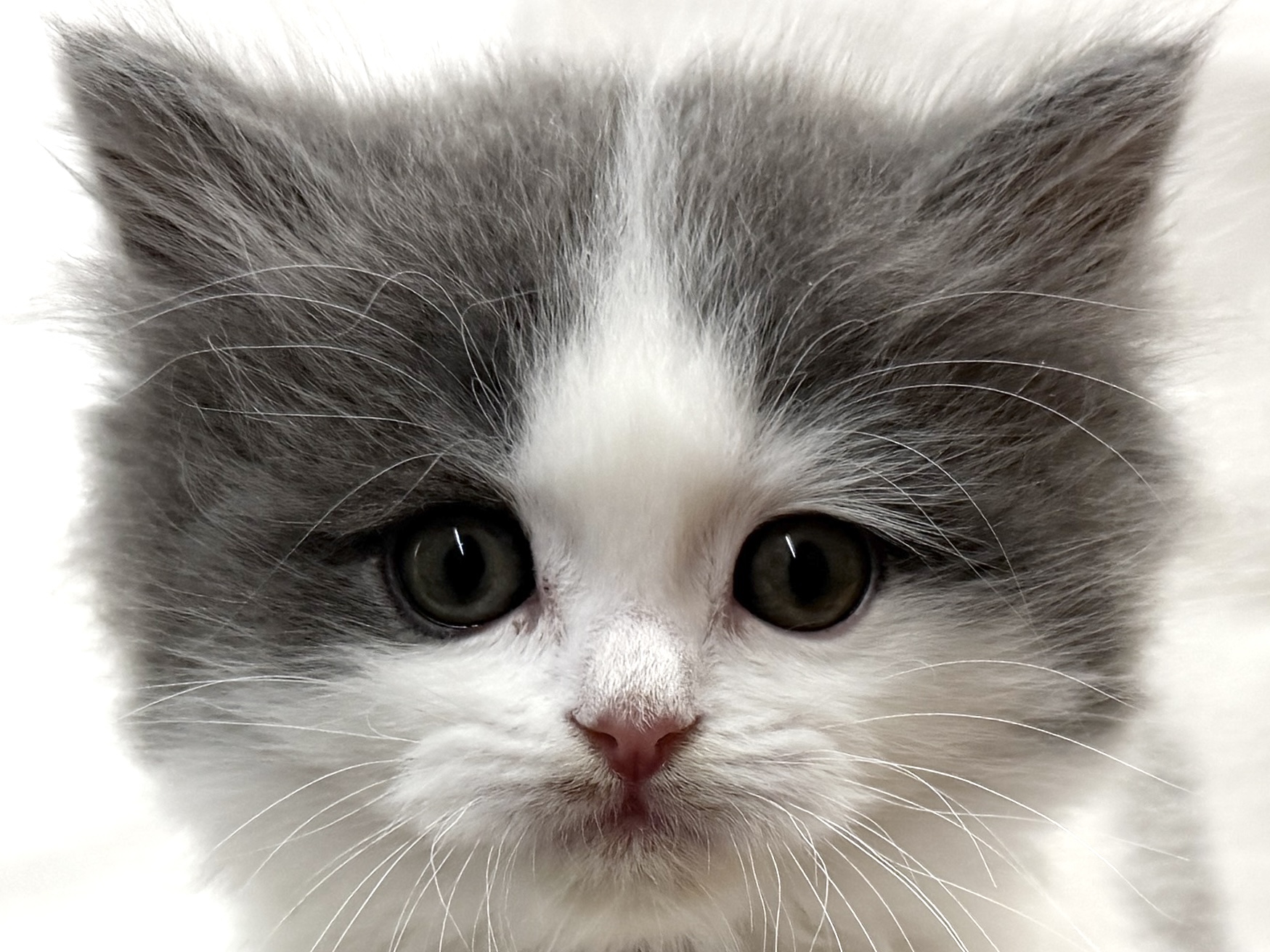 2026年2月17日生まれのハーフ犬・ミックス犬