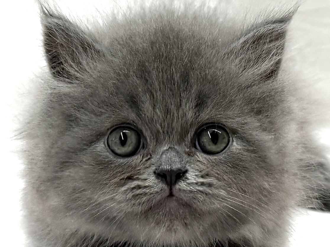 2026年2月17日生まれのハーフ犬・ミックス犬