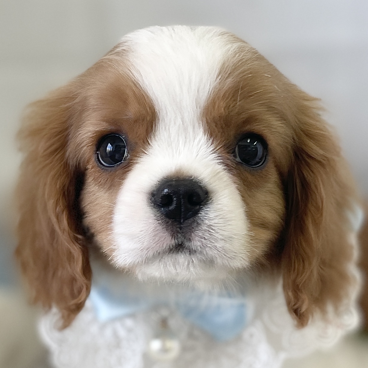 愛知県のキャバリアキングチャールズスパニエル (ファミリーペット 豊明店/2026年2月5日生まれ/男の子/ブレンハイム)の子犬の1枚目の画像